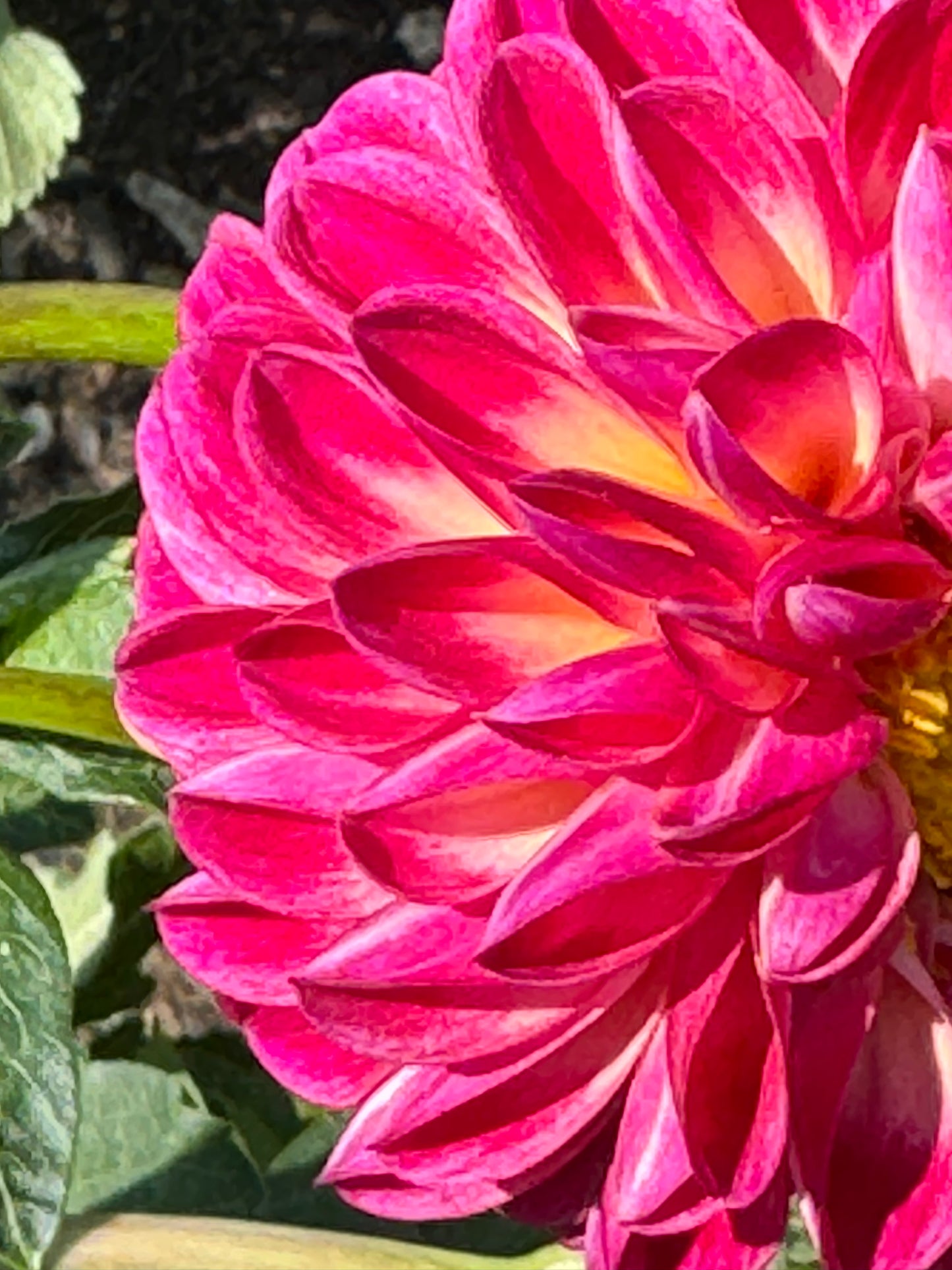 Camano Dreaming Dahlia