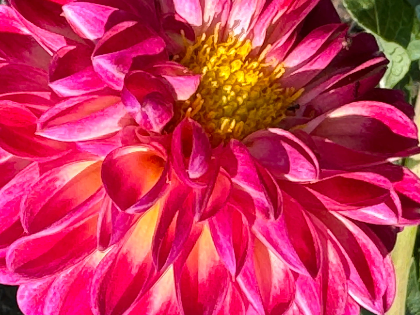 Camano Dreaming Dahlia