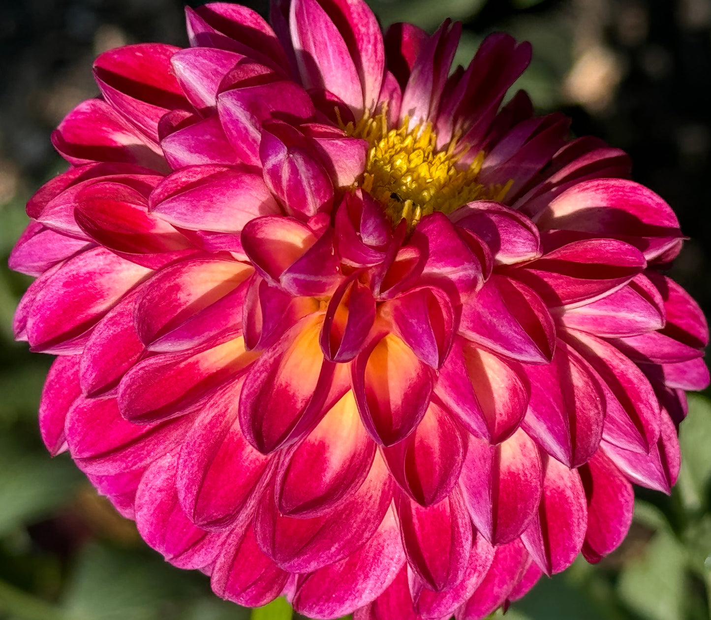 Camano Dreaming Dahlia