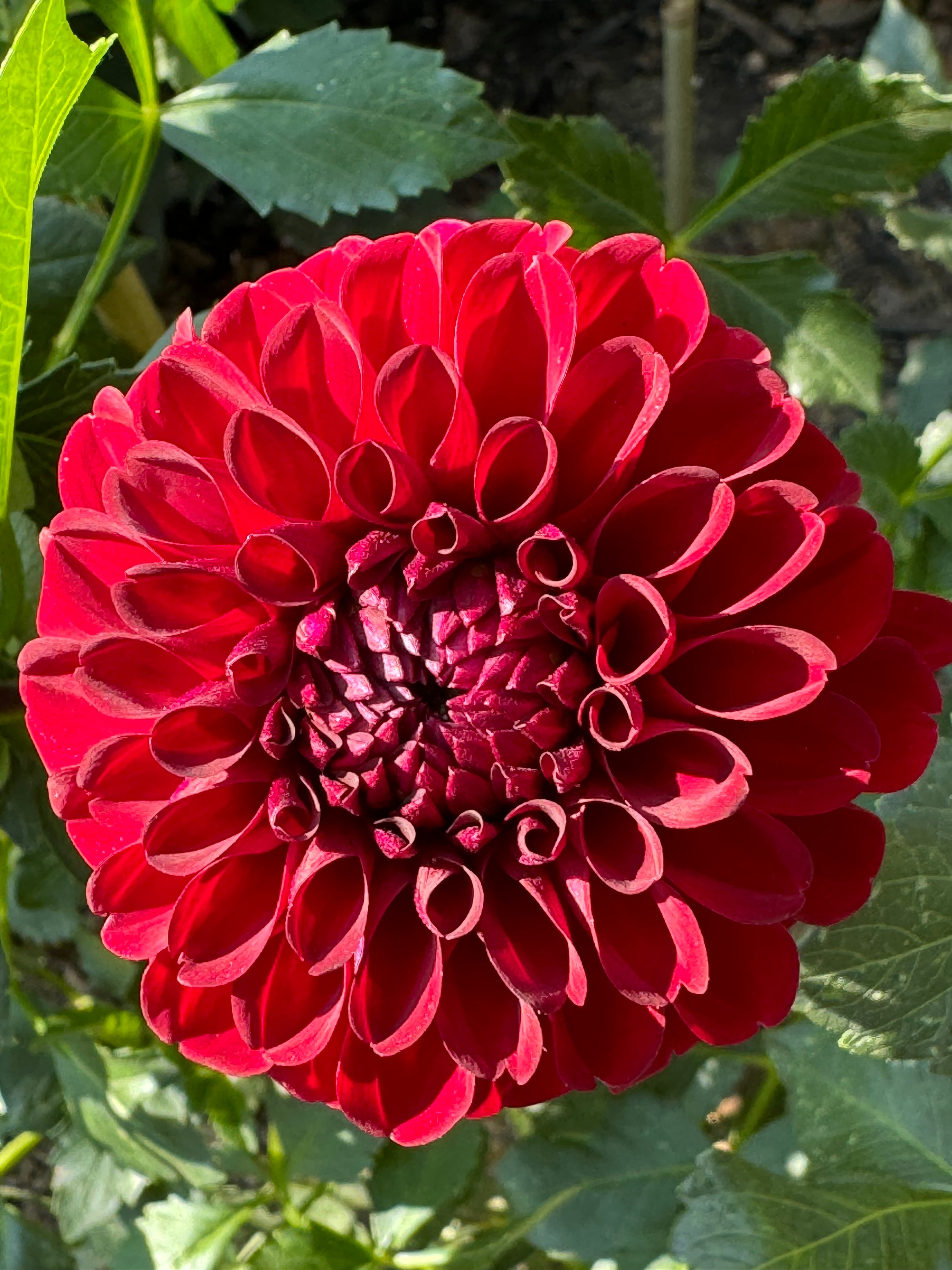NTAC Andrew Dahlia – Draginas Flowers LLC