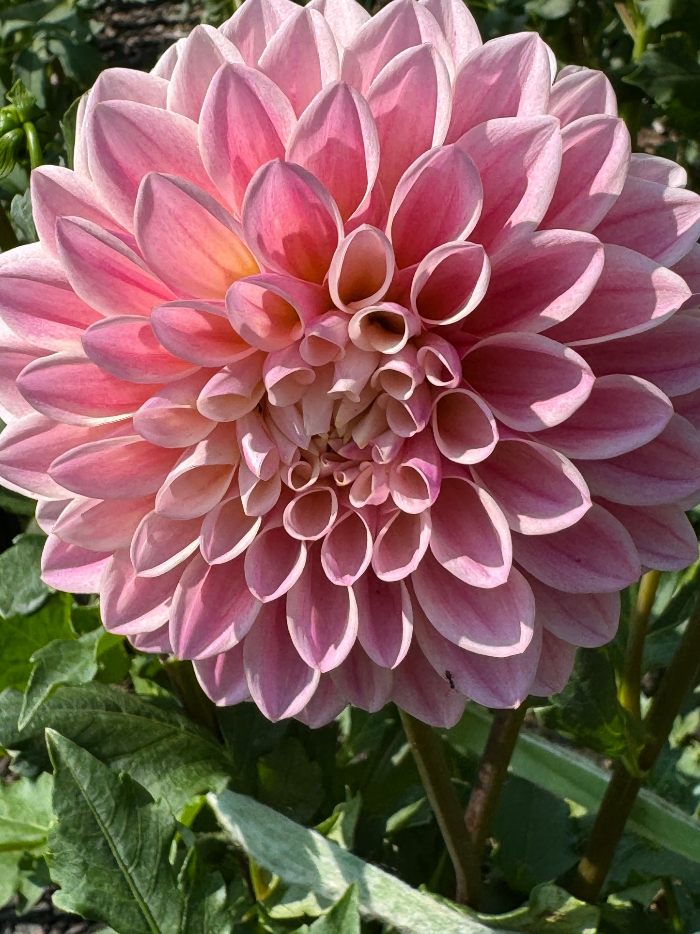 Glow Coralie Dahlia