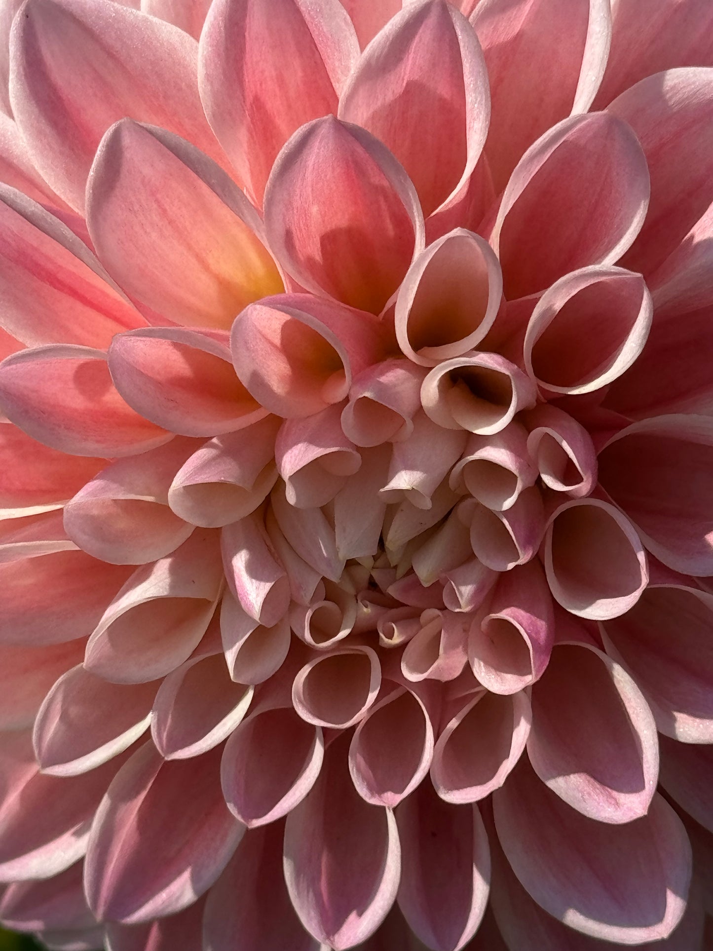 Glow Coralie Dahlia