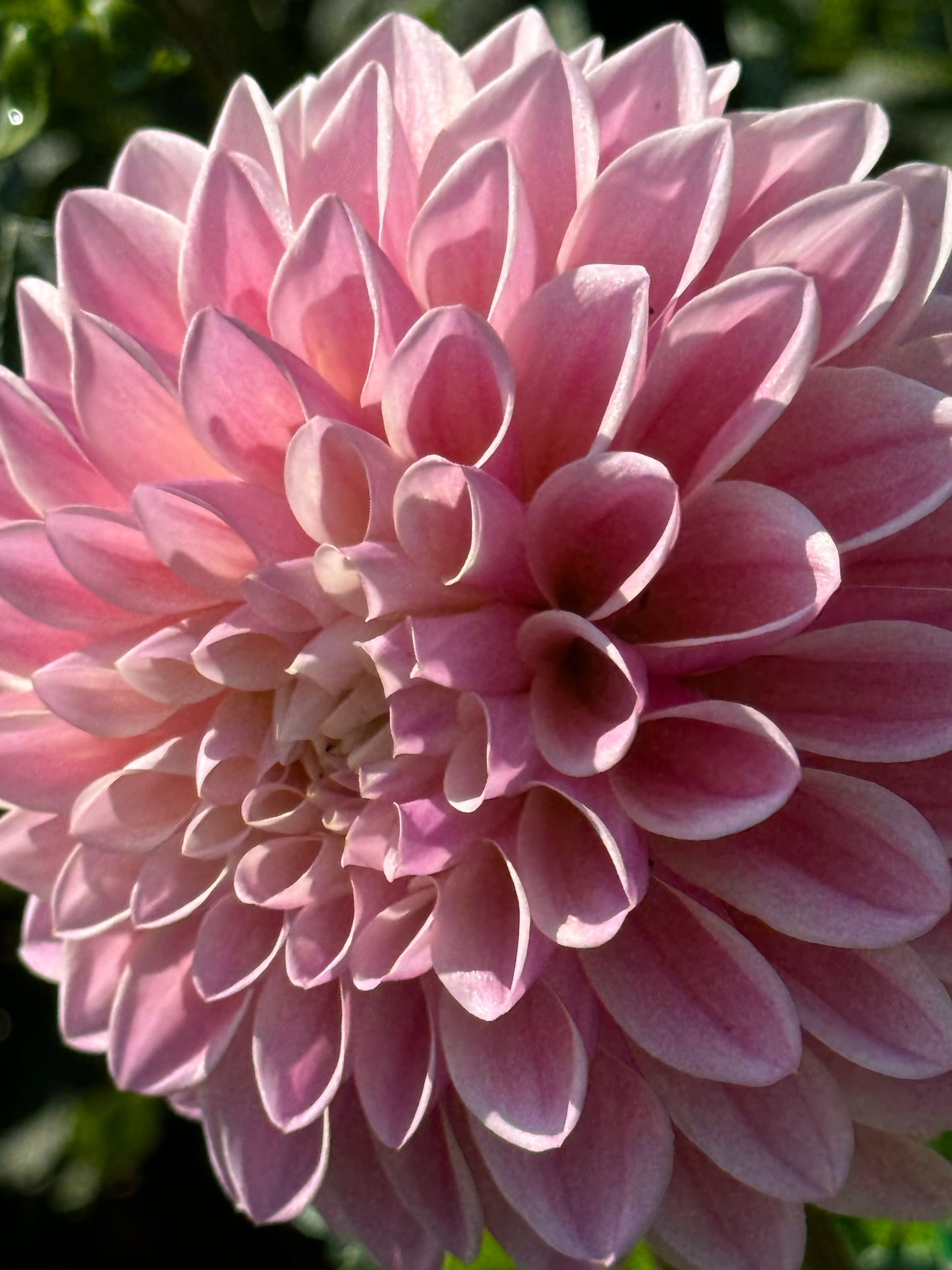 Glow Coralie Dahlia