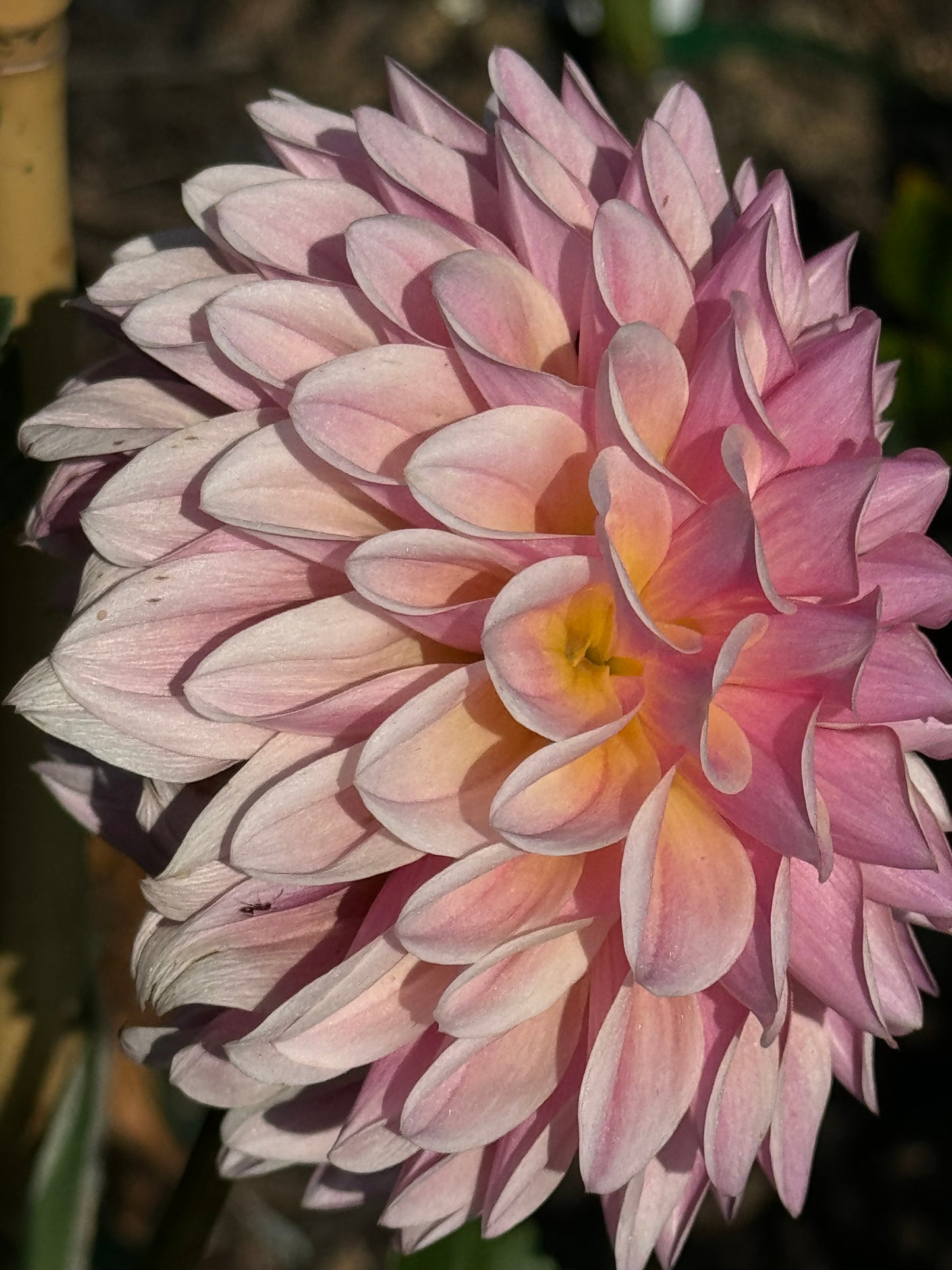 Glow Coralie Dahlia