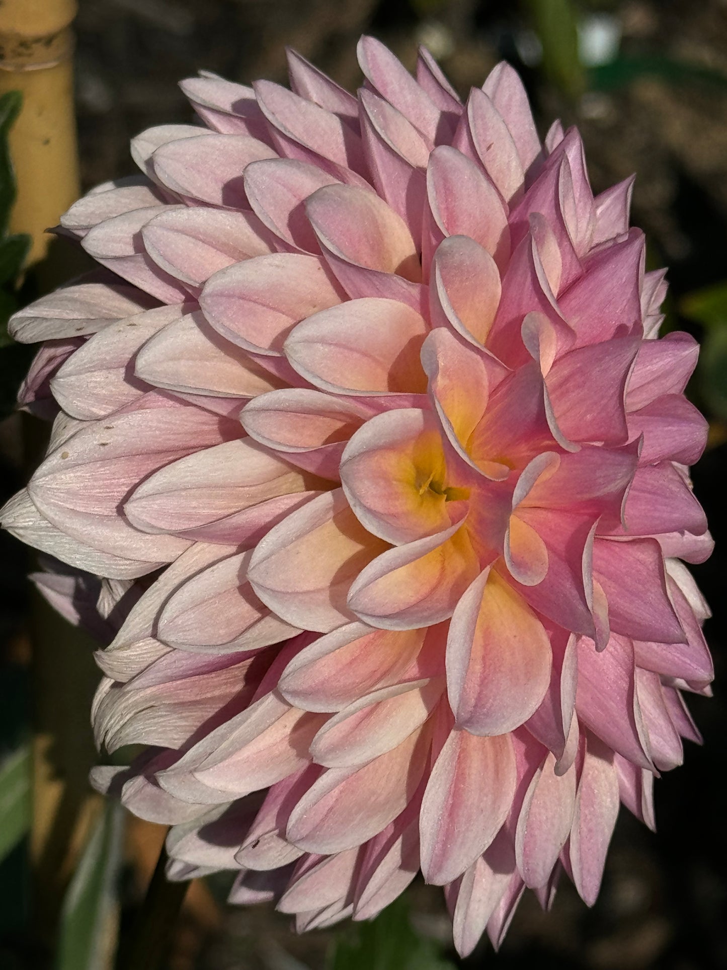 Glow Coralie Dahlia