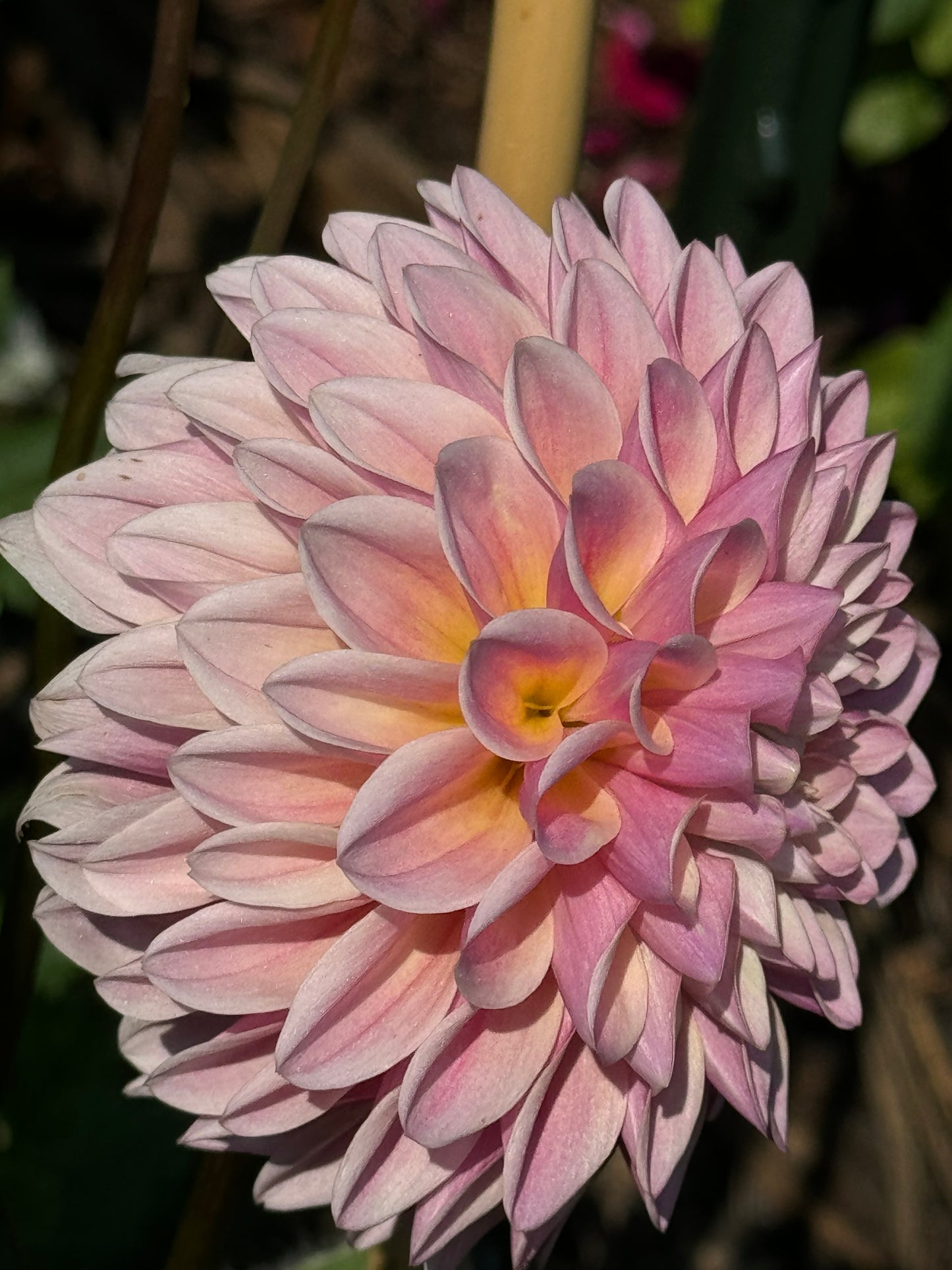 Glow Coralie Dahlia