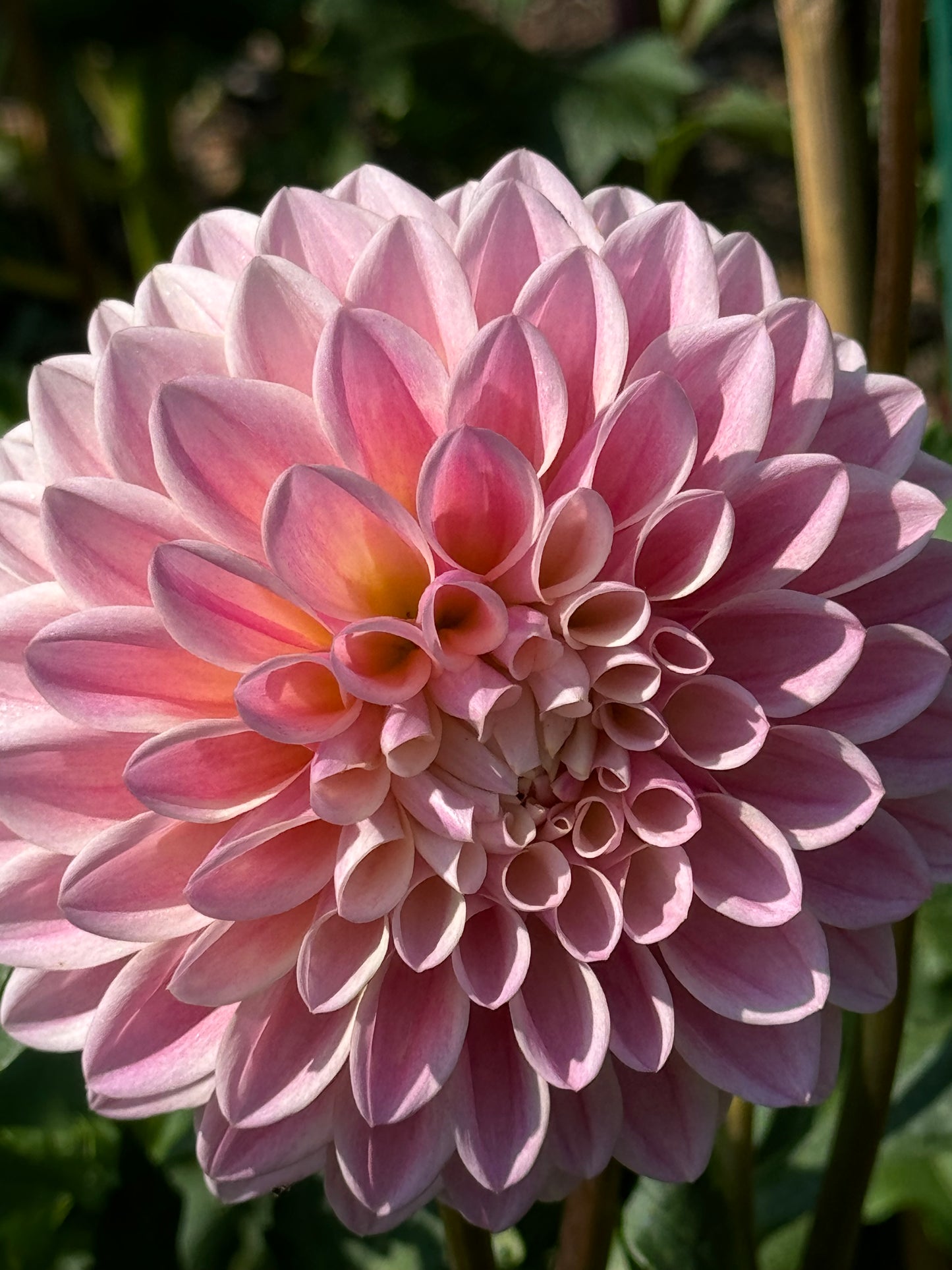 Glow Coralie Dahlia