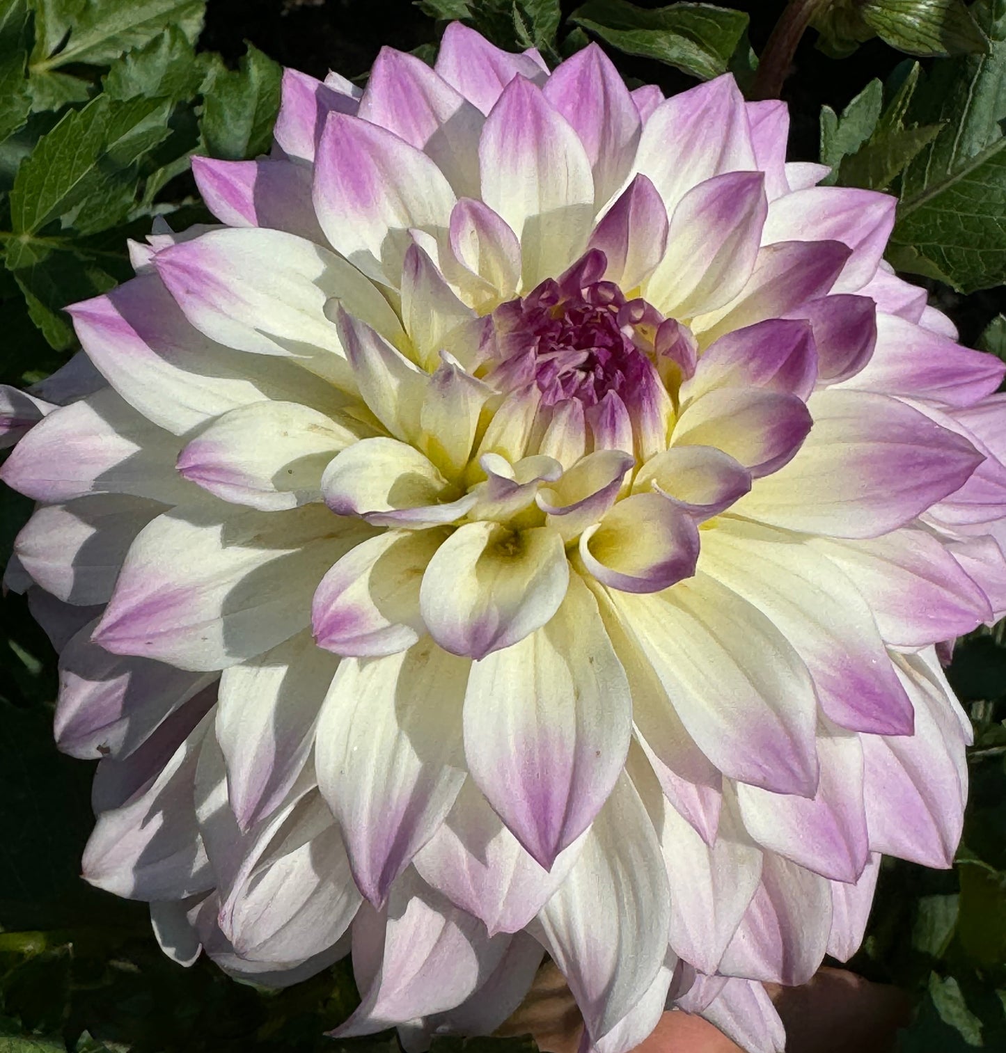 Hapet Blue Eyes Dahlia