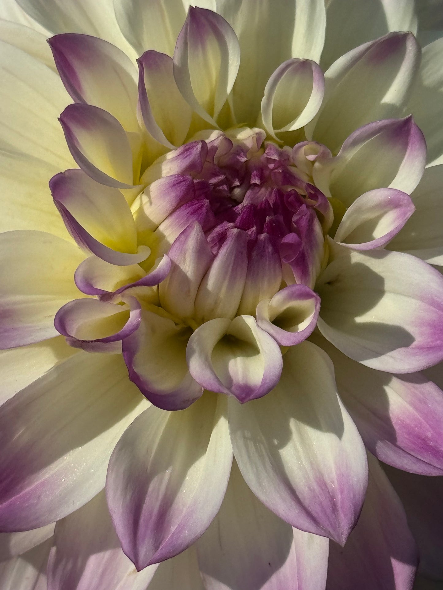 Hapet Blue Eyes Dahlia