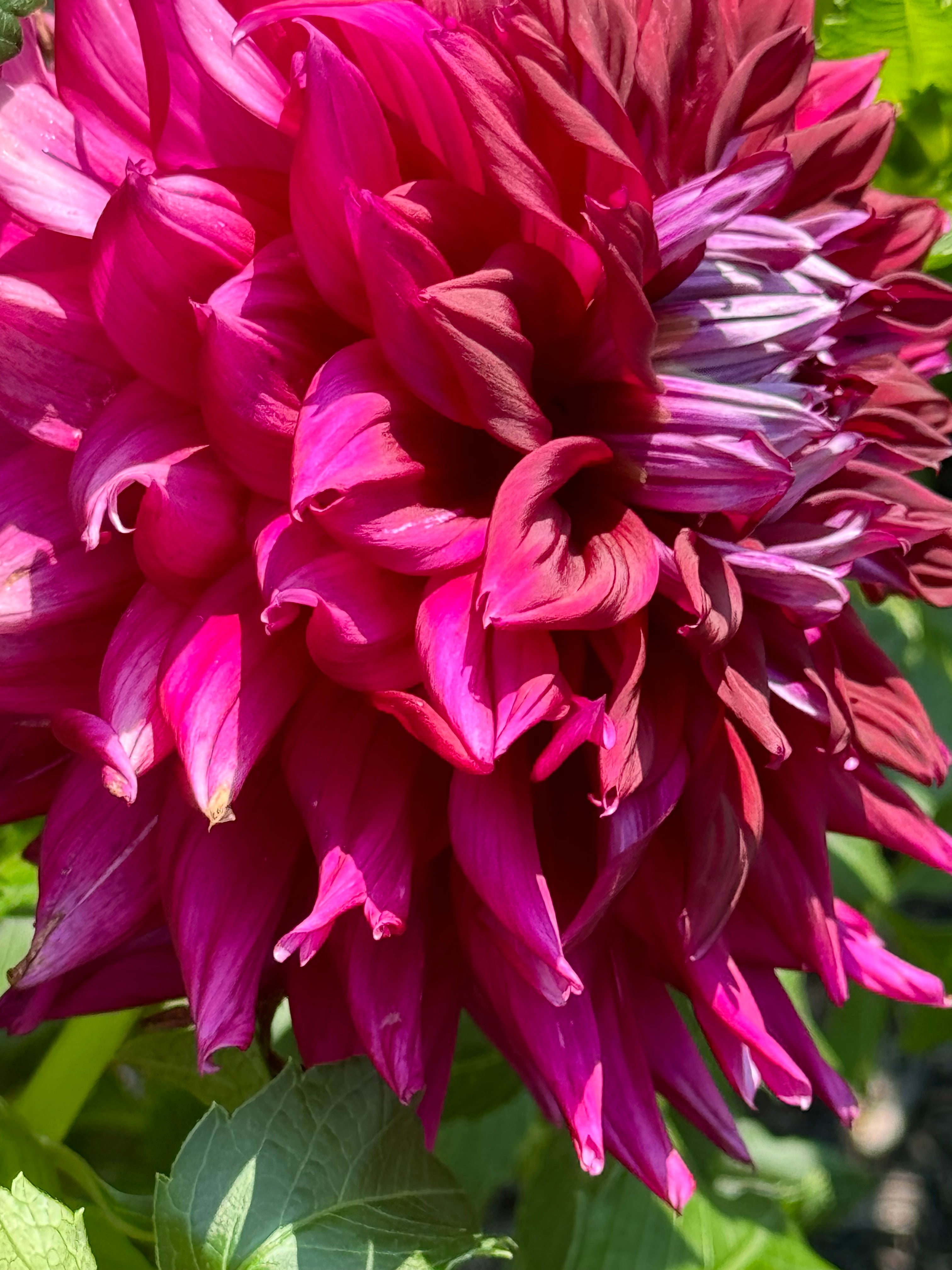 AC Zed Dahlia – Draginas Dahlias