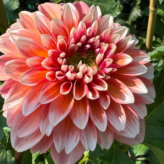 Caribbean Fantasy Dahlia