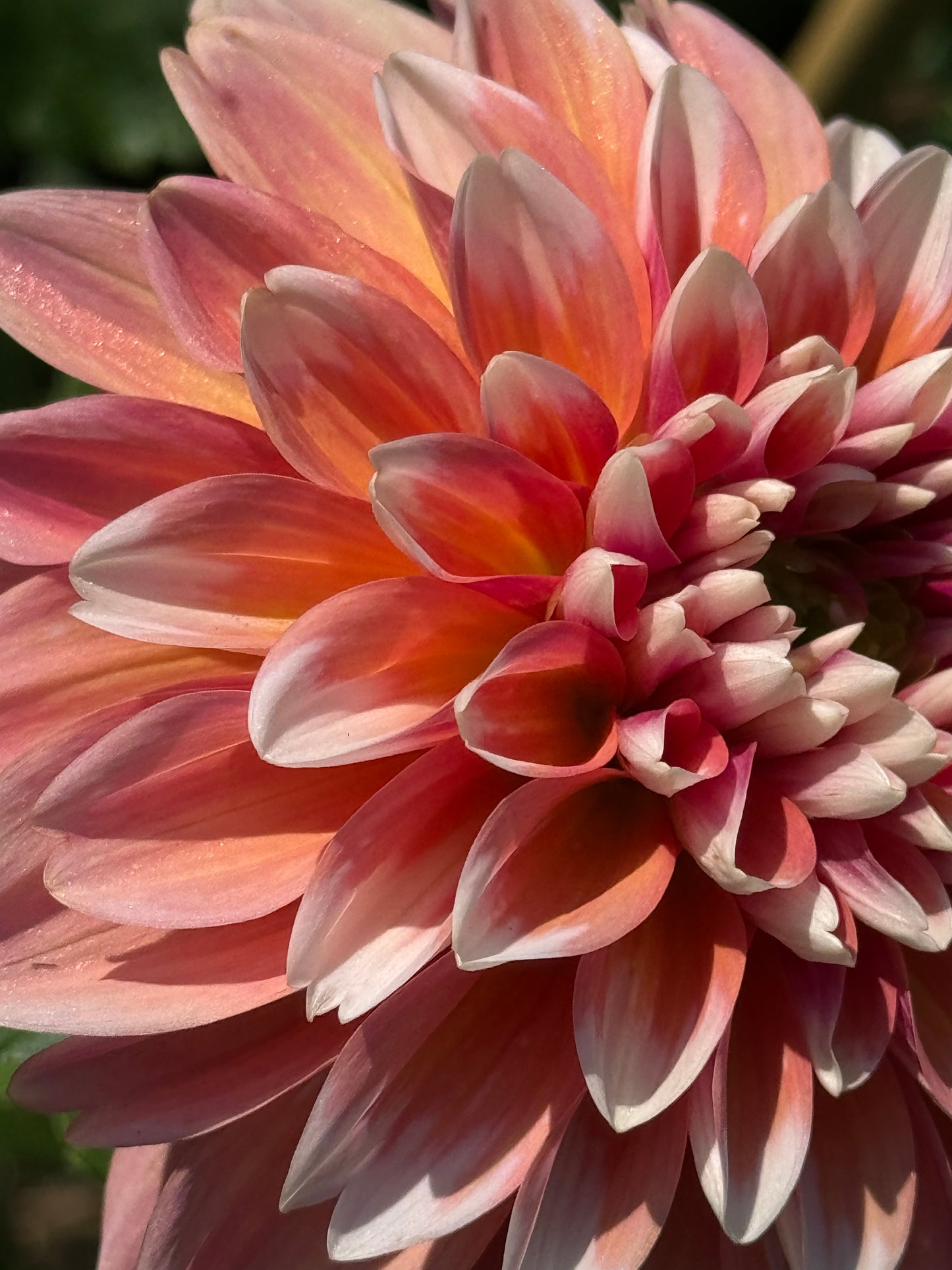 Caribbean Fantasy Dahlia