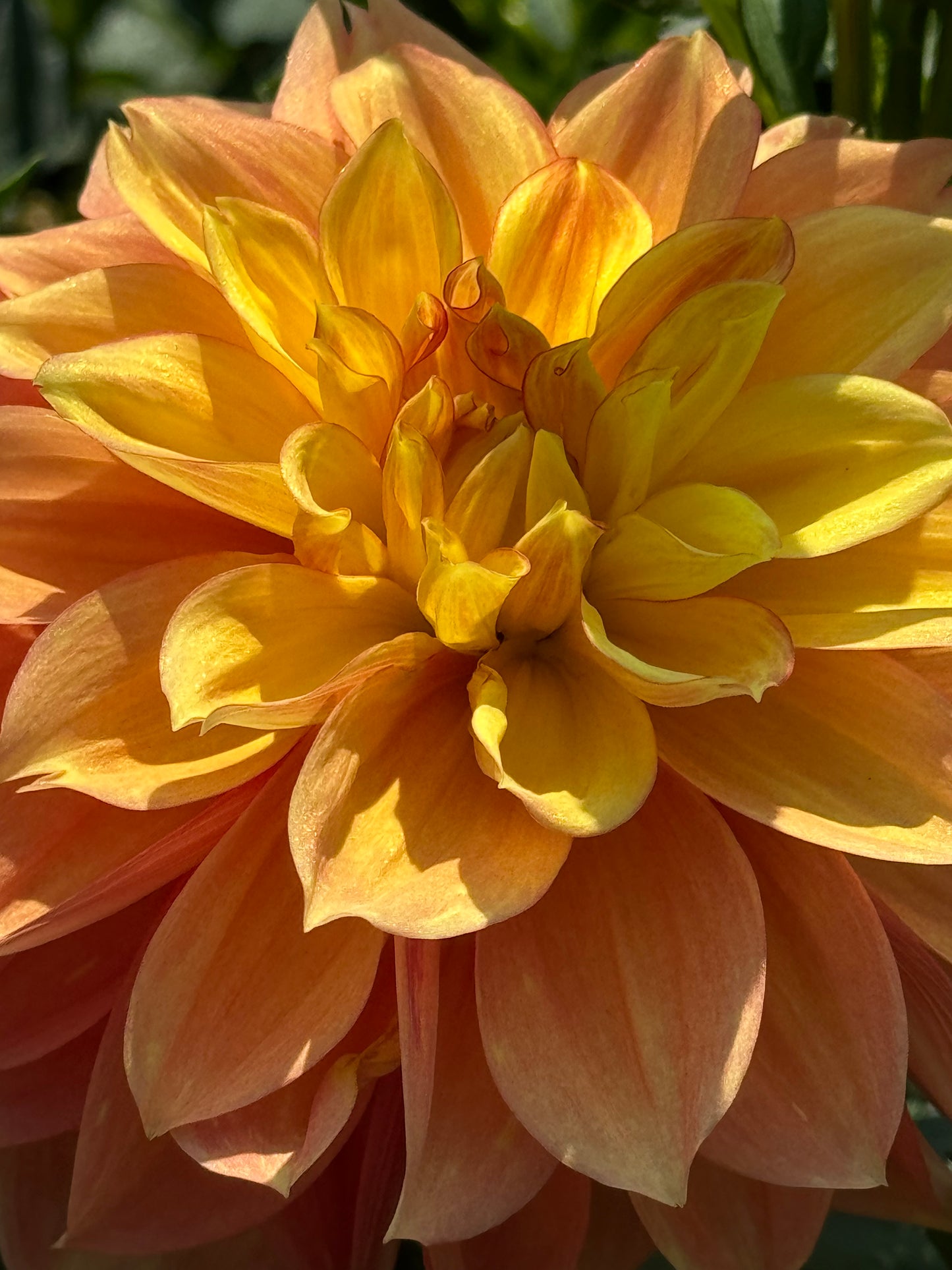 Honey Bun Dahlia