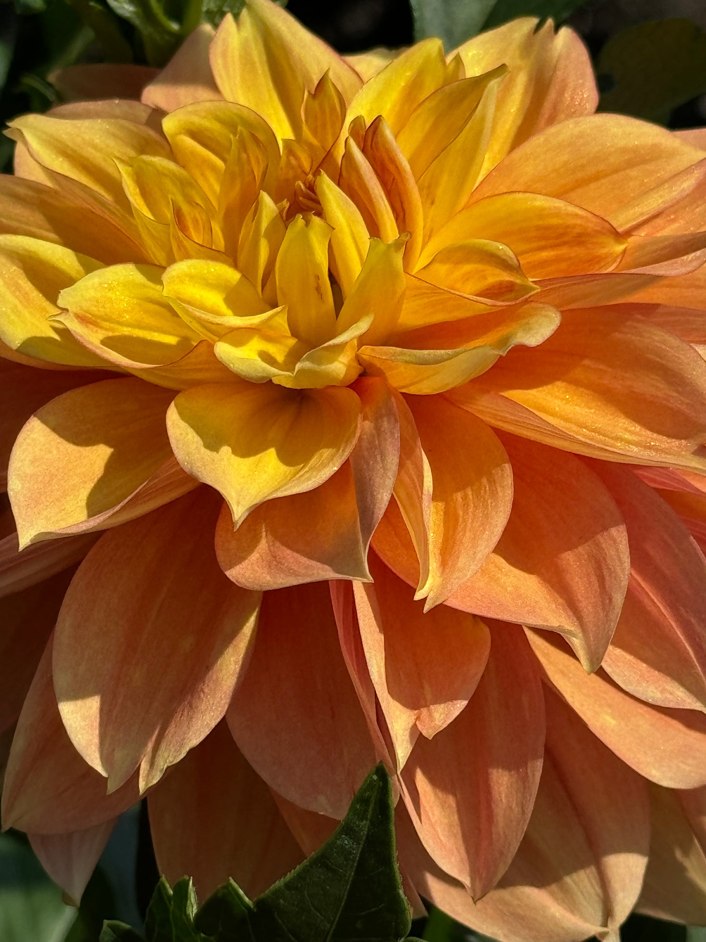 Honey Bun Dahlia