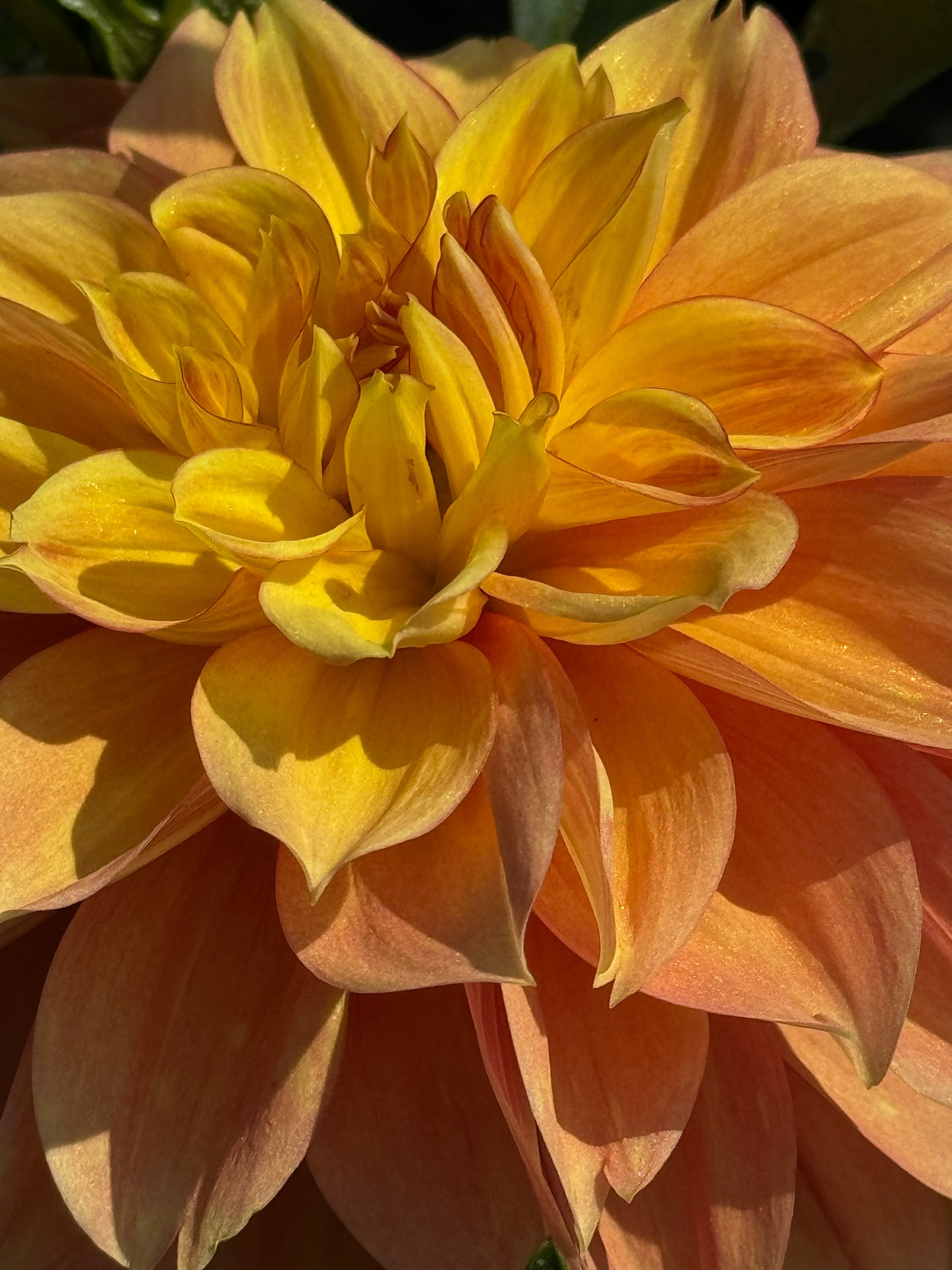 Honey Bun Dahlia