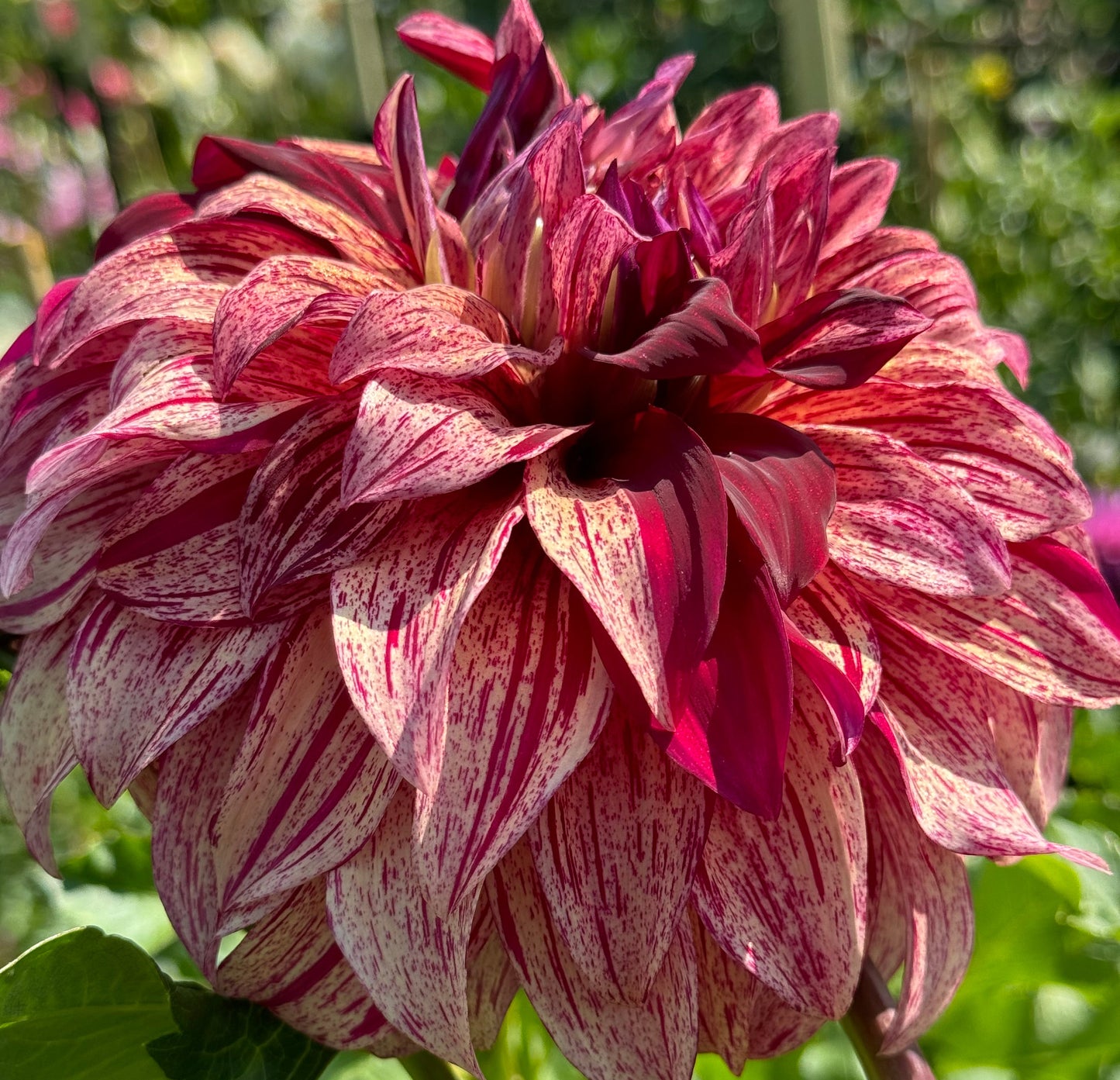 Harvey Koop Dahlia