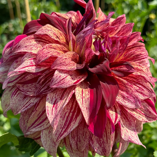 Harvey Koop Dahlia