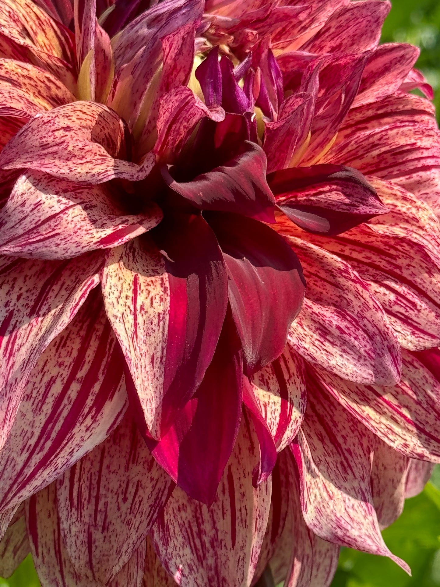 Harvey Koop Dahlia