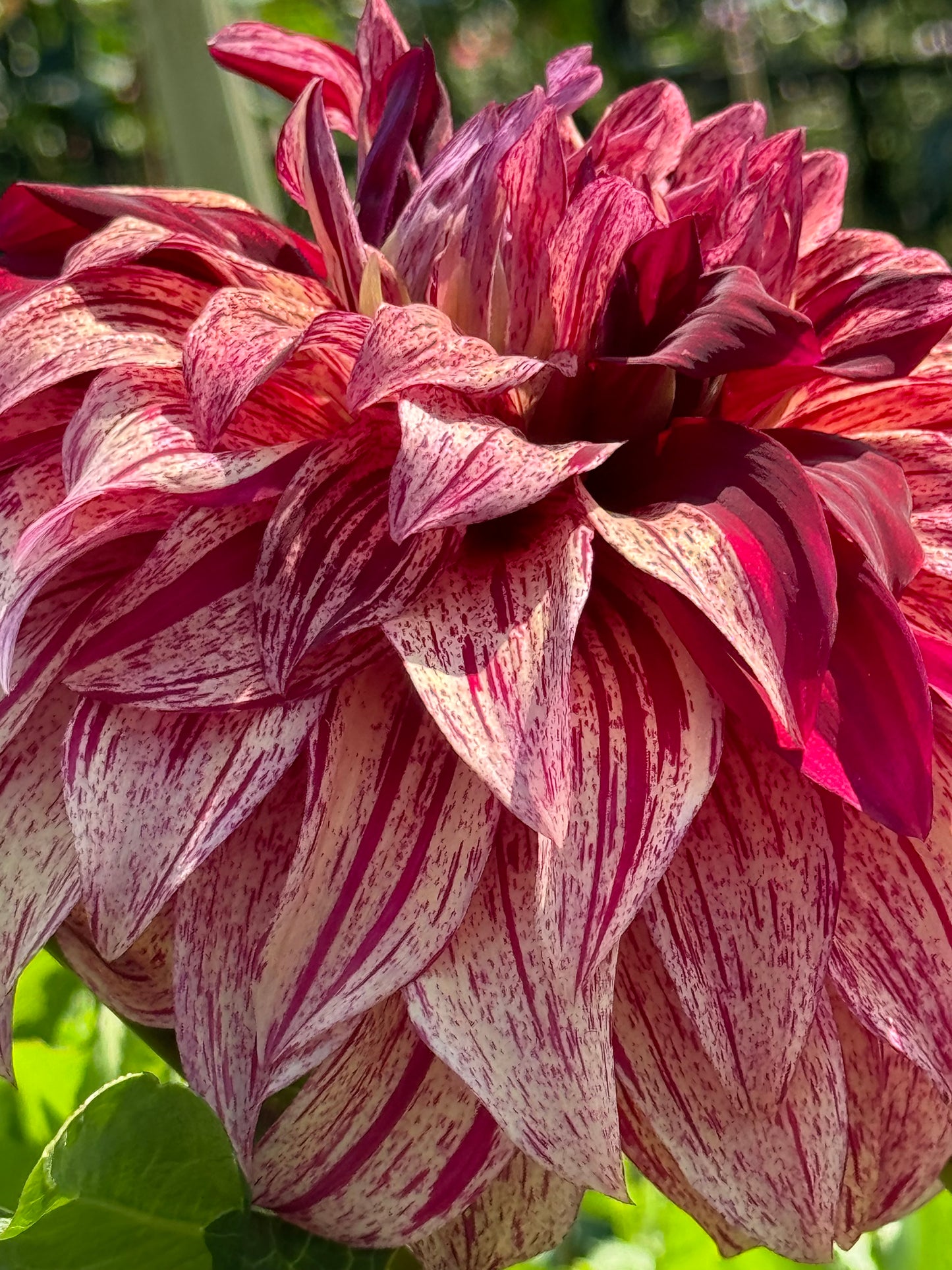 Harvey Koop Dahlia