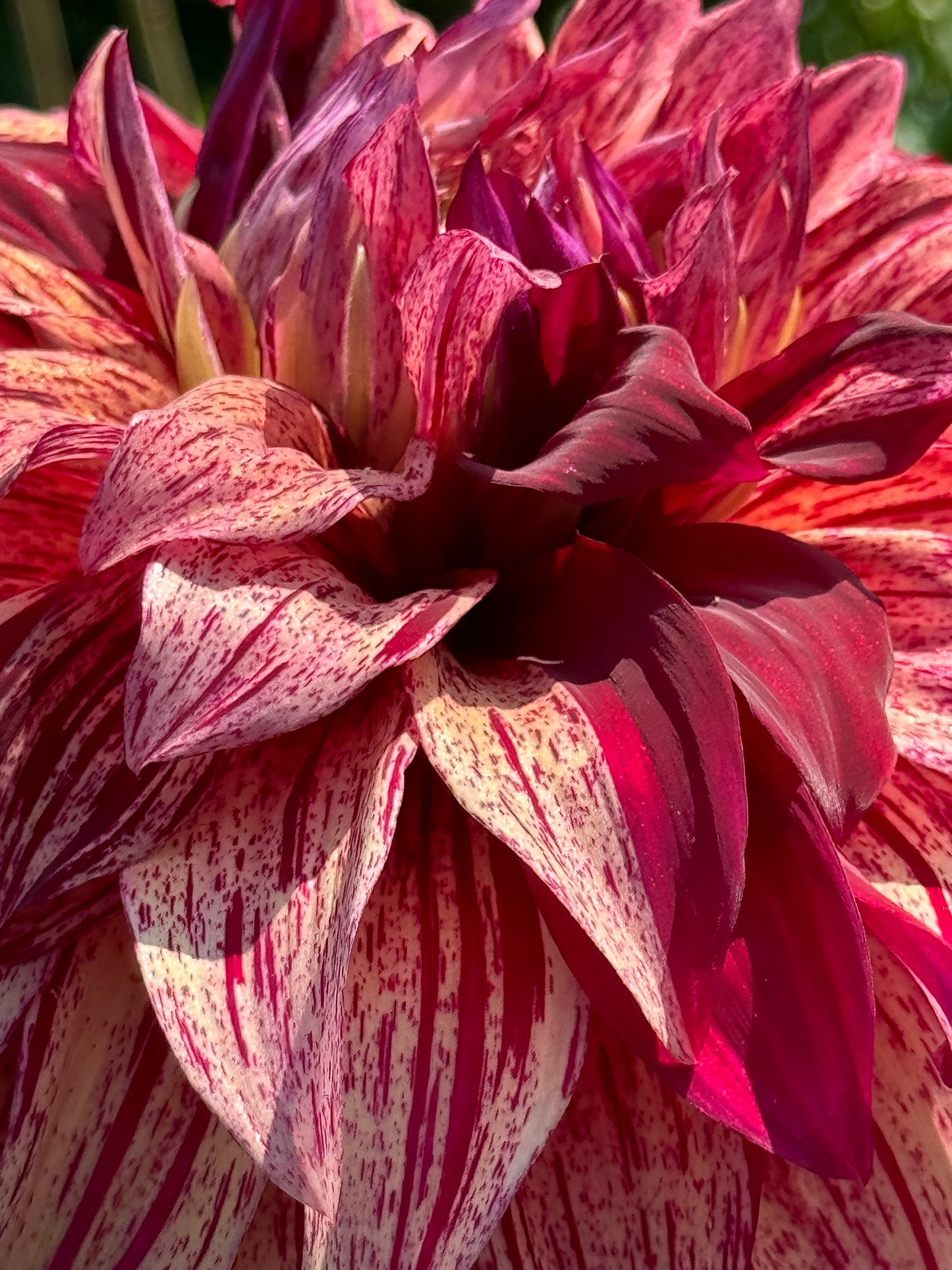 Harvey Koop Dahlia