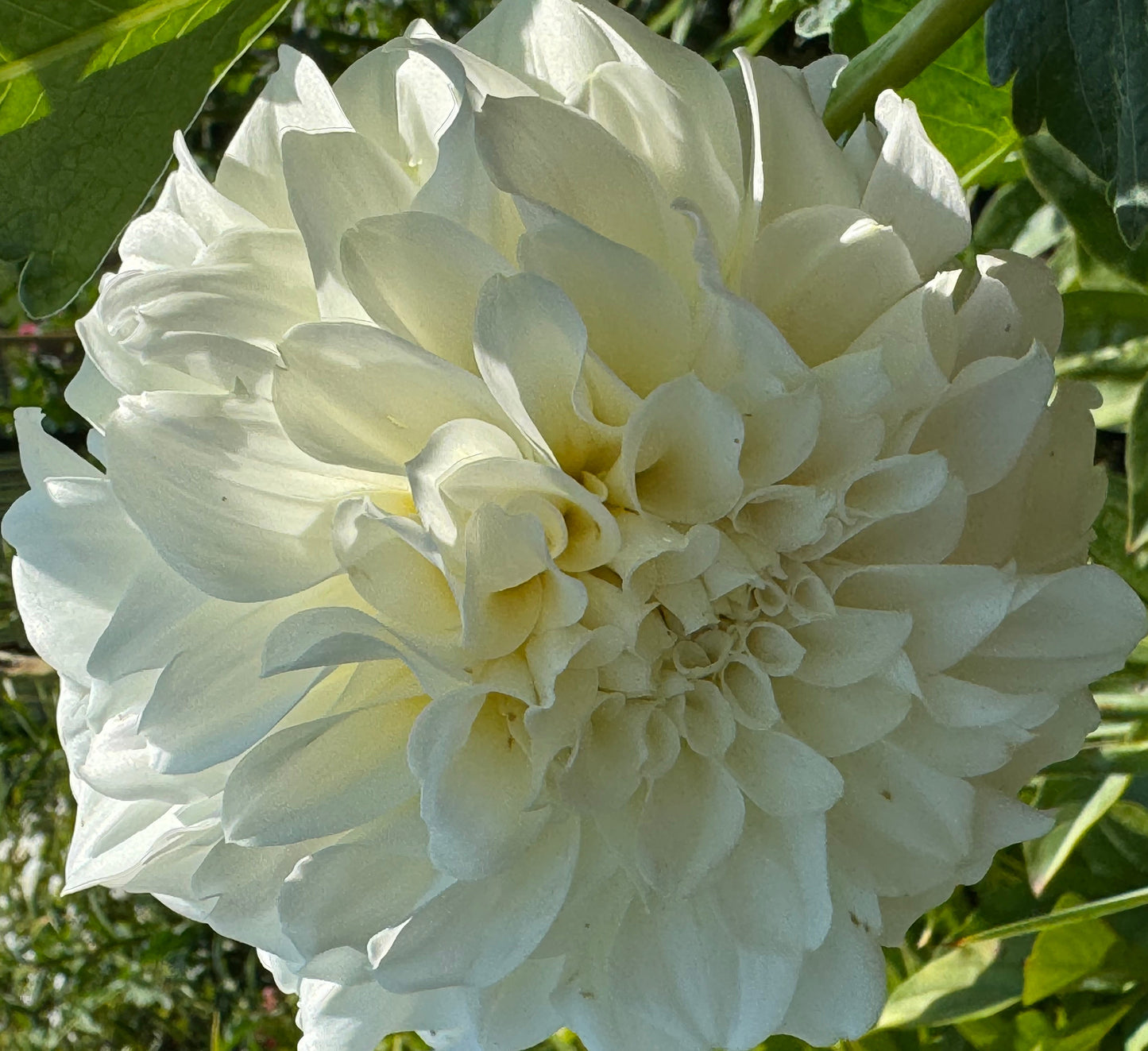 Irish Ruffles Dahlia