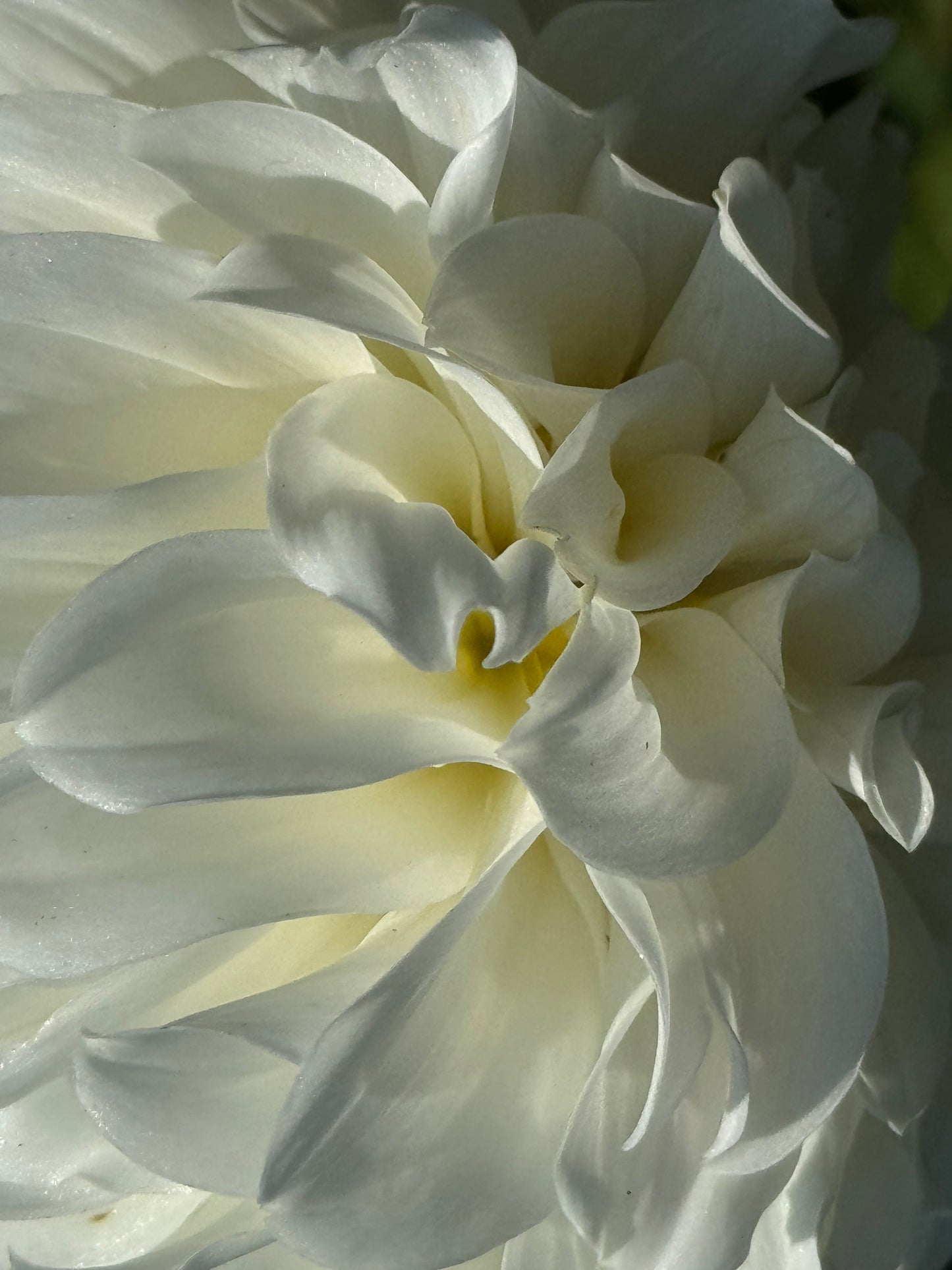 Irish Ruffles Dahlia