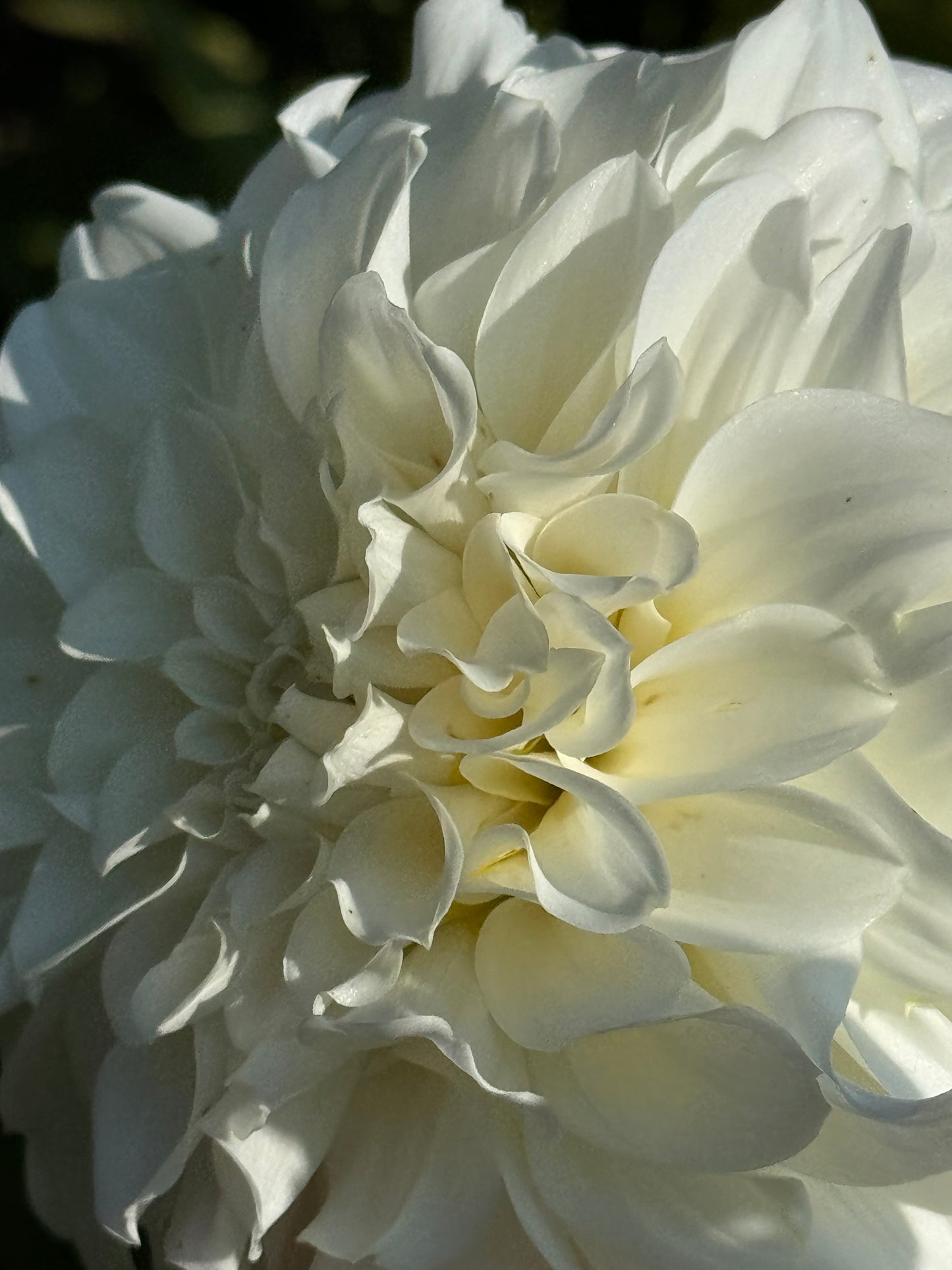 Irish Ruffles Dahlia