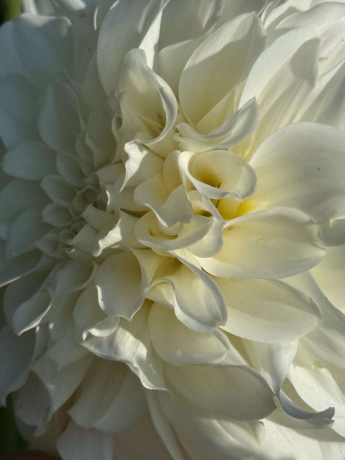 Irish Ruffles Dahlia