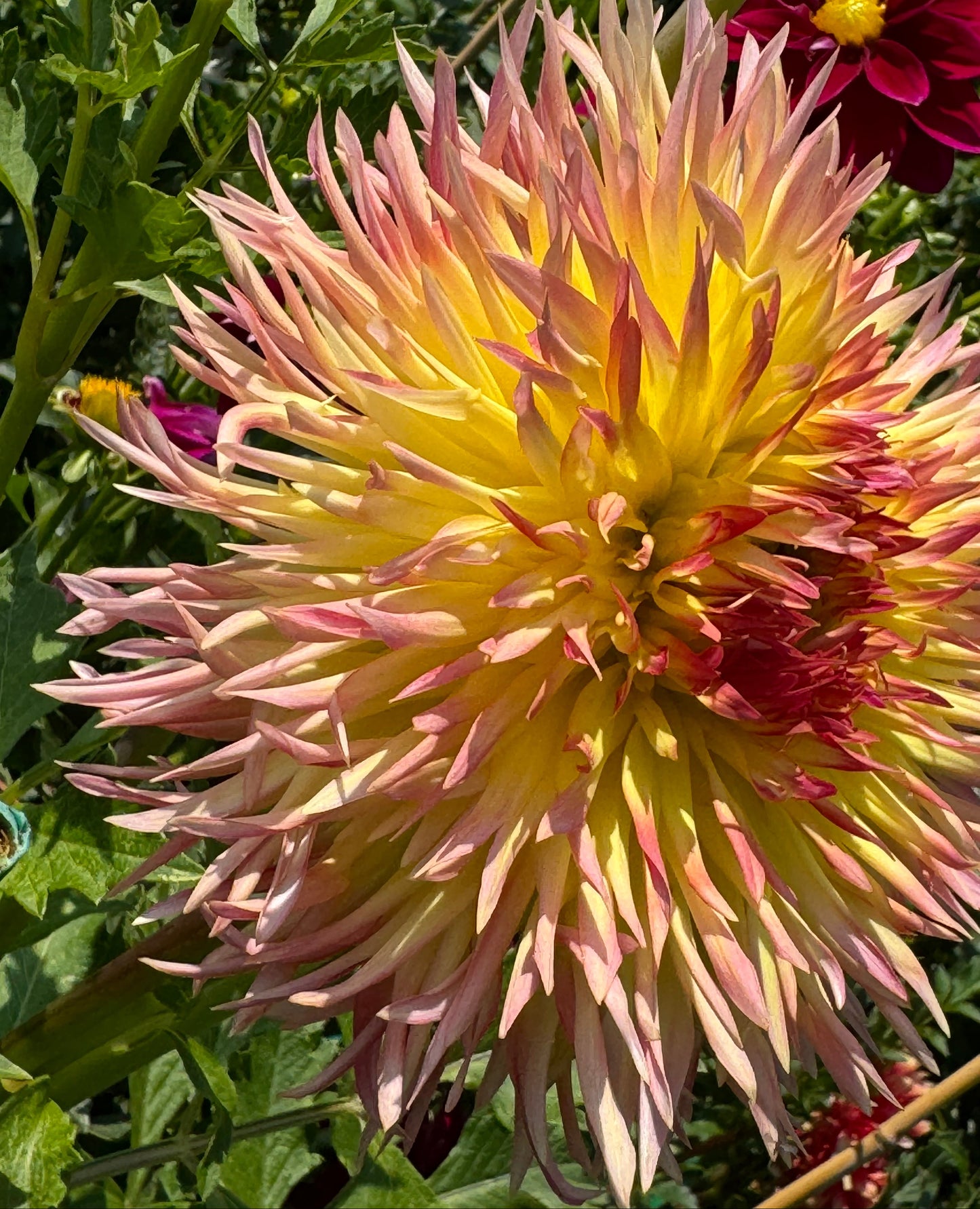 Bloomquist Willynilly Dahlia