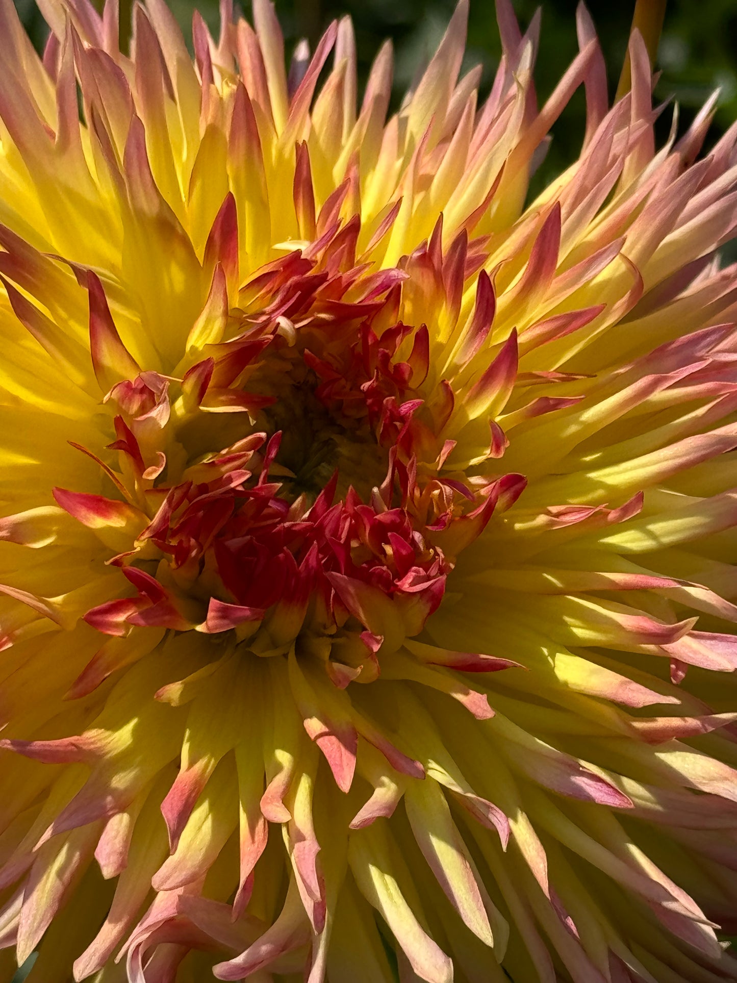 Bloomquist Willynilly Dahlia