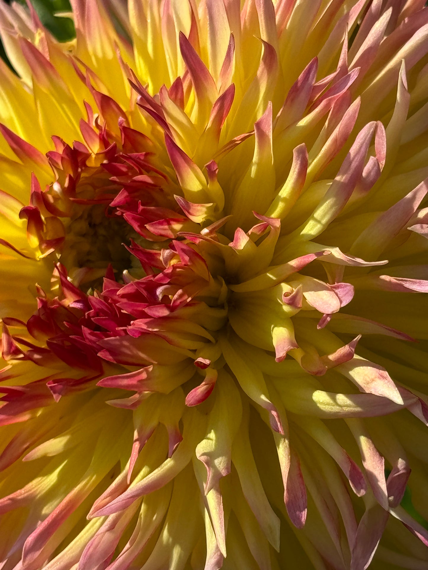 Bloomquist Willynilly Dahlia