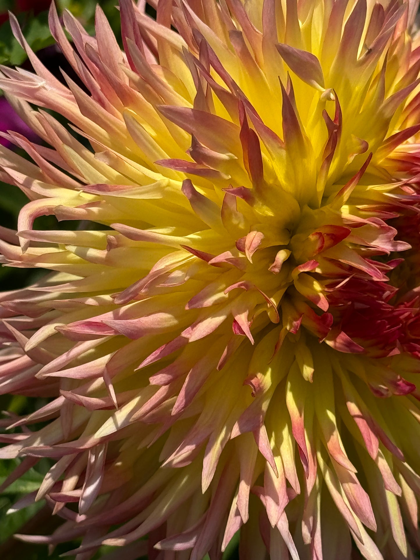 Bloomquist Willynilly Dahlia