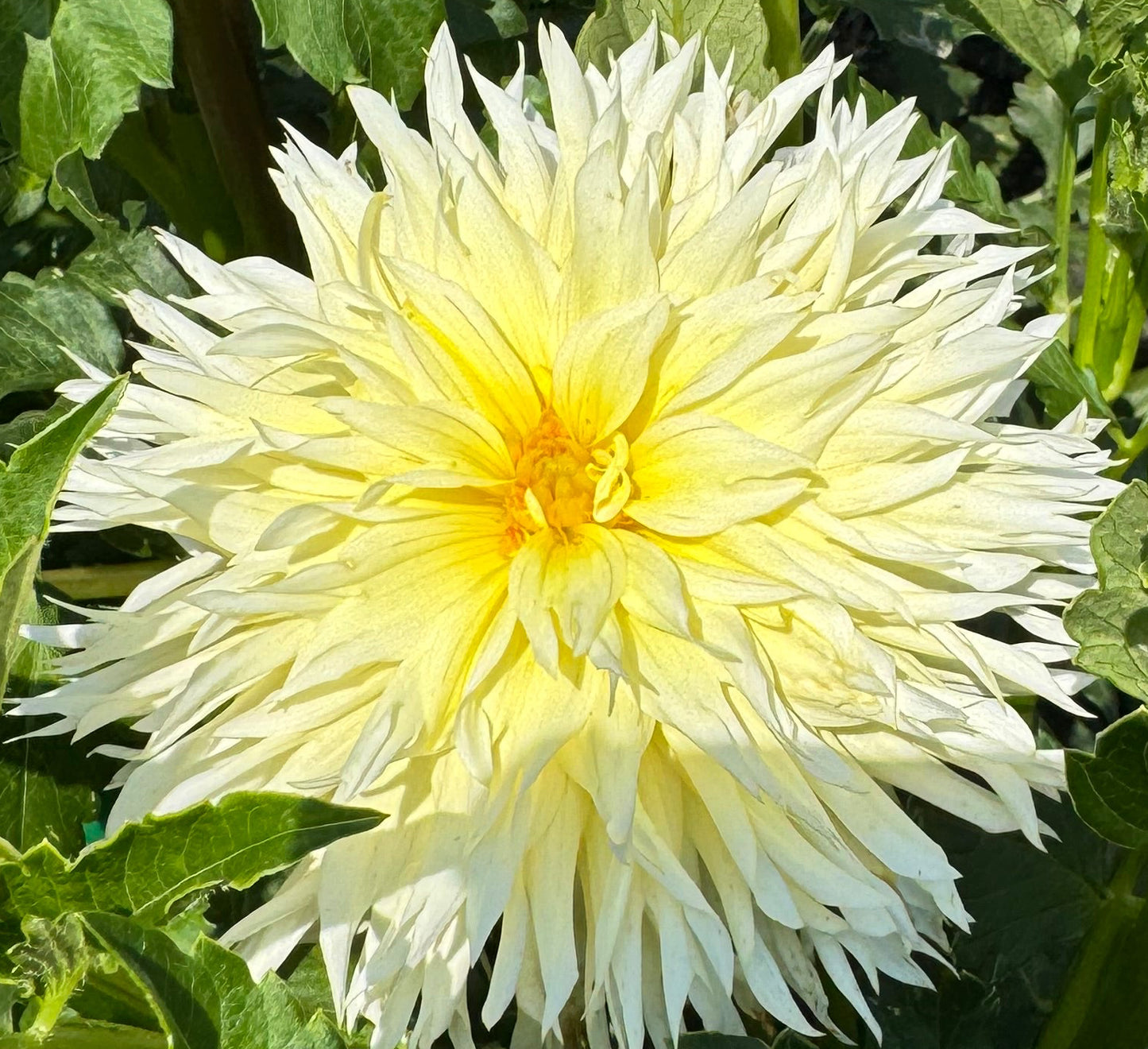 Bloomquist Lemonade Dahlia