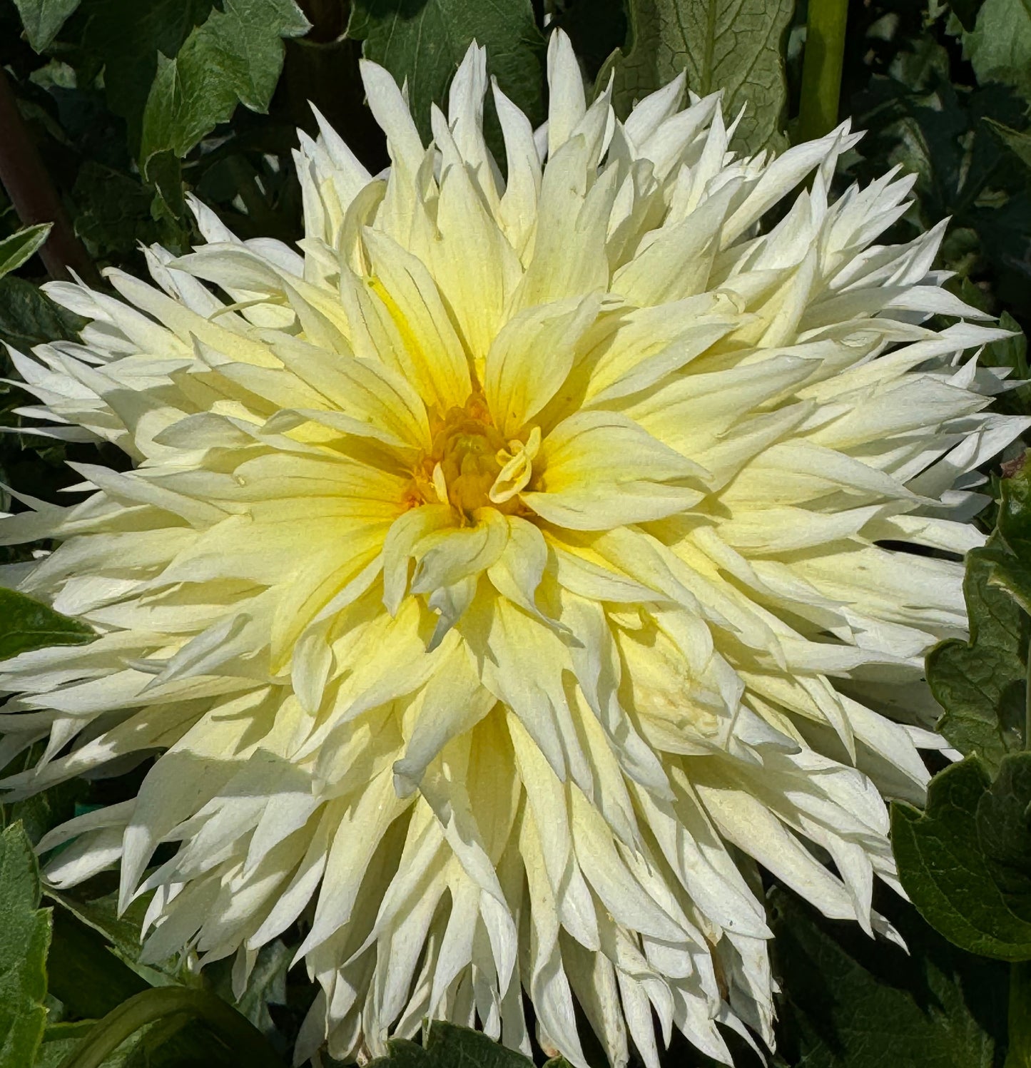 Bloomquist Lemonade Dahlia