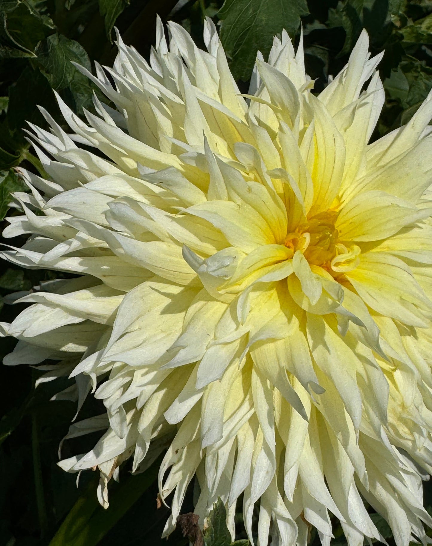 Bloomquist Lemonade Dahlia