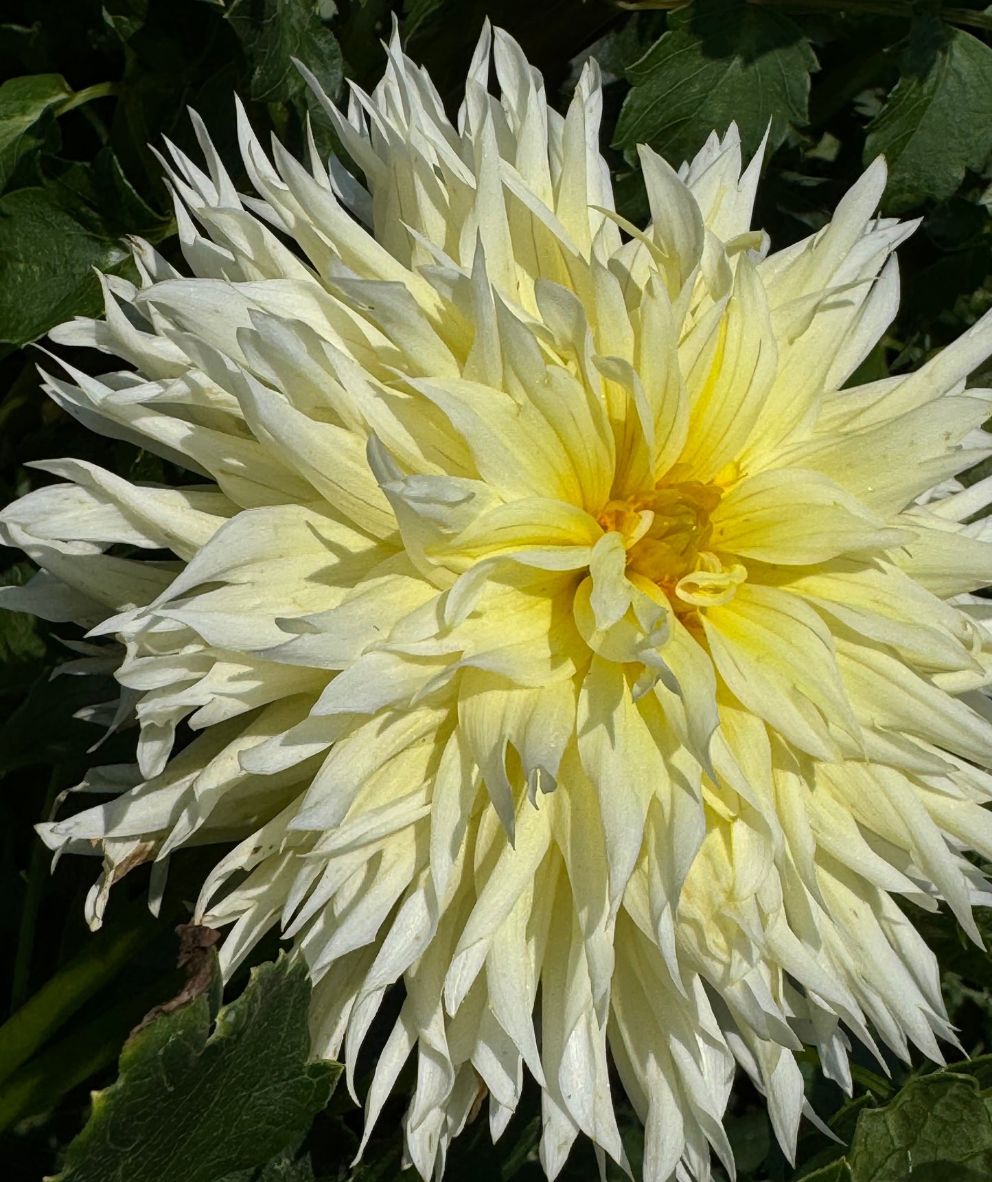 Bloomquist Lemonade Dahlia