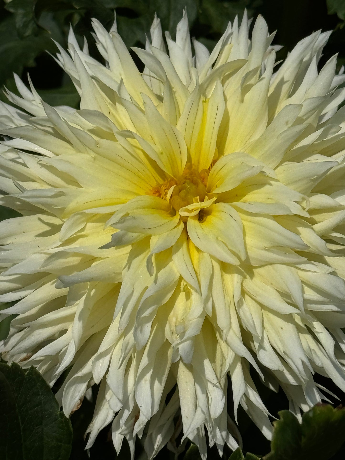 Bloomquist Lemonade Dahlia