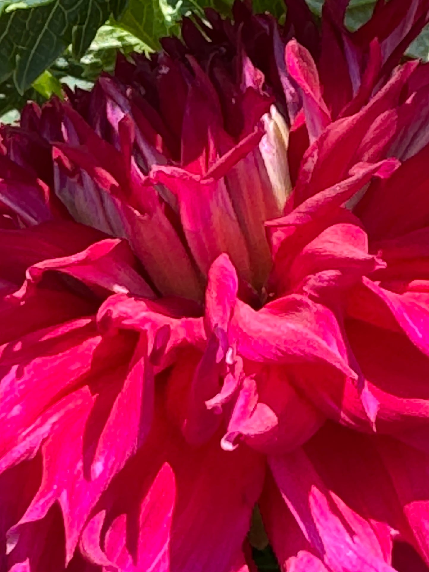 Bloomquist Fearless Dahlia