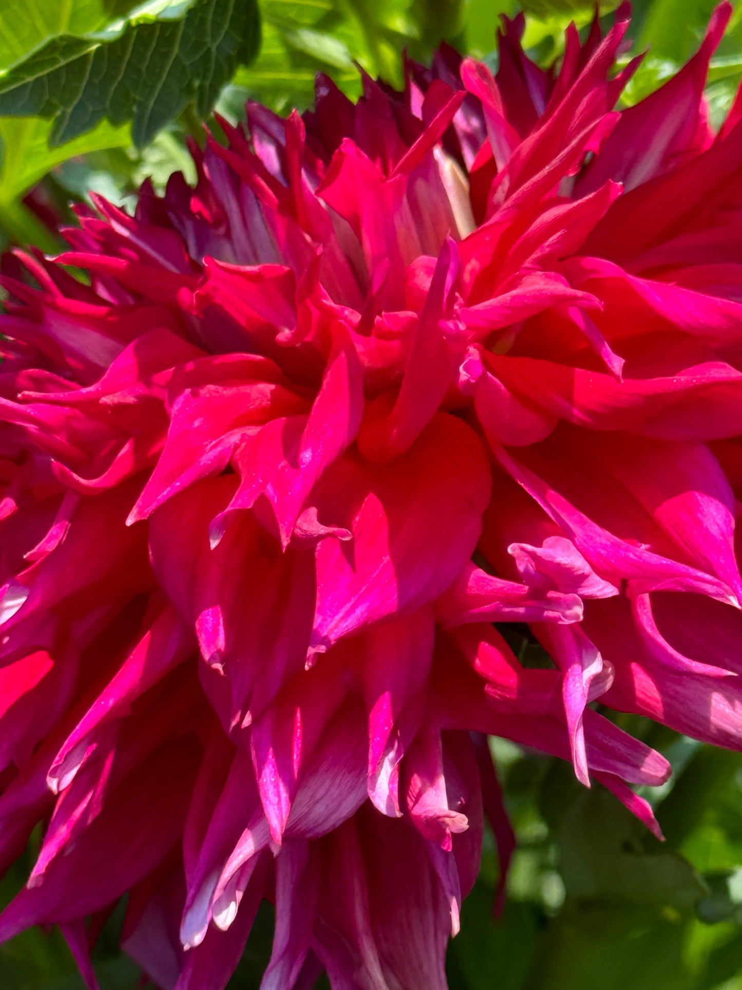 Bloomquist Fearless Dahlia