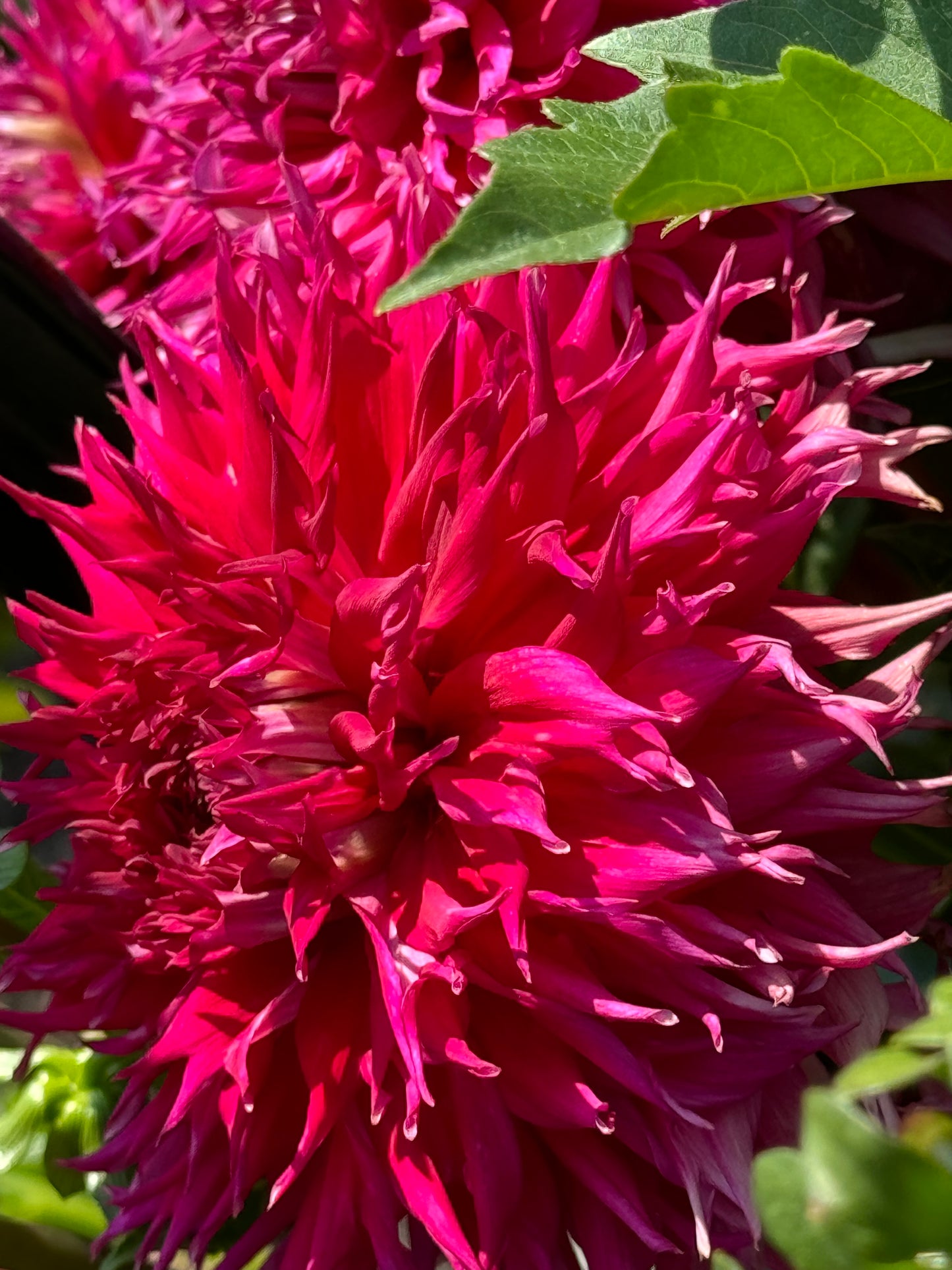 Bloomquist Fearless Dahlia