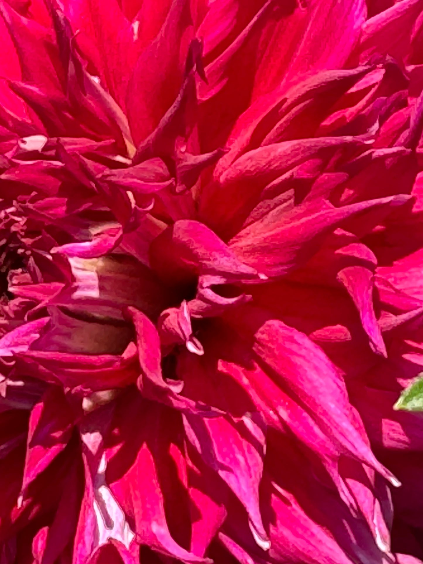 Bloomquist Fearless Dahlia