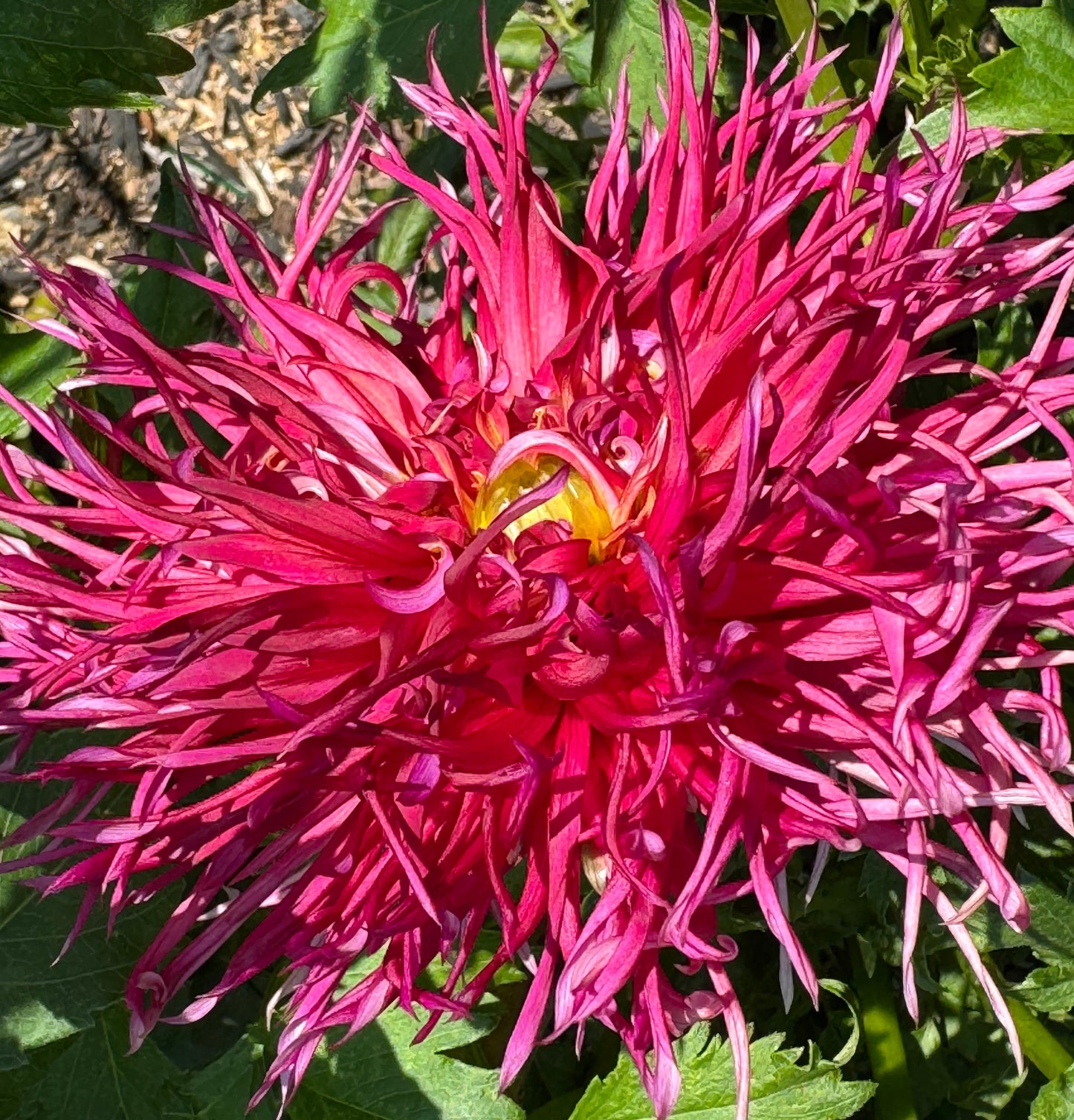 Northlake Pride Dahlia