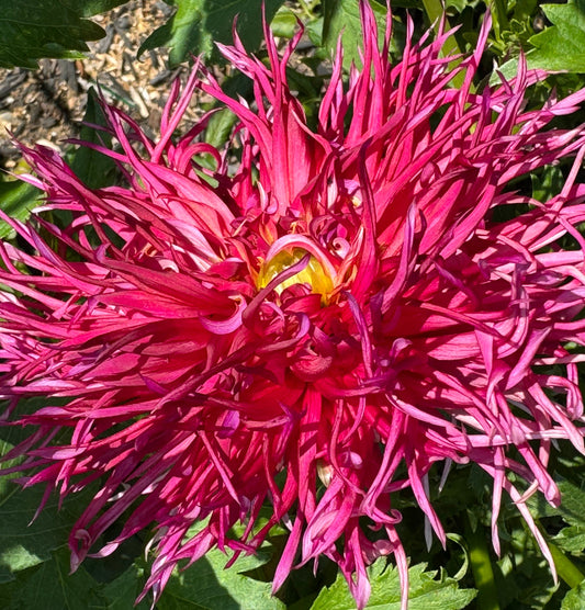 Northlake Pride Dahlia