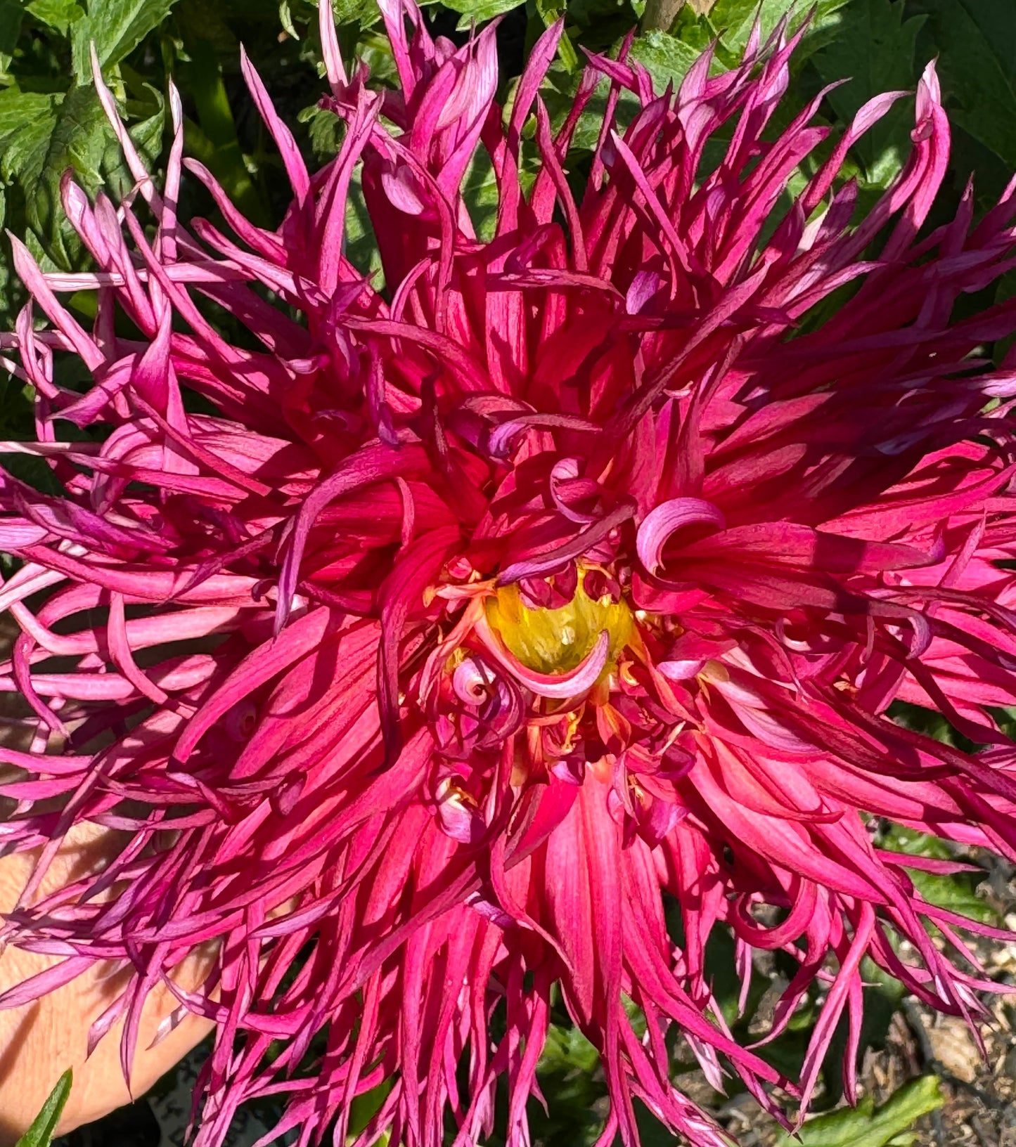 Northlake Pride Dahlia