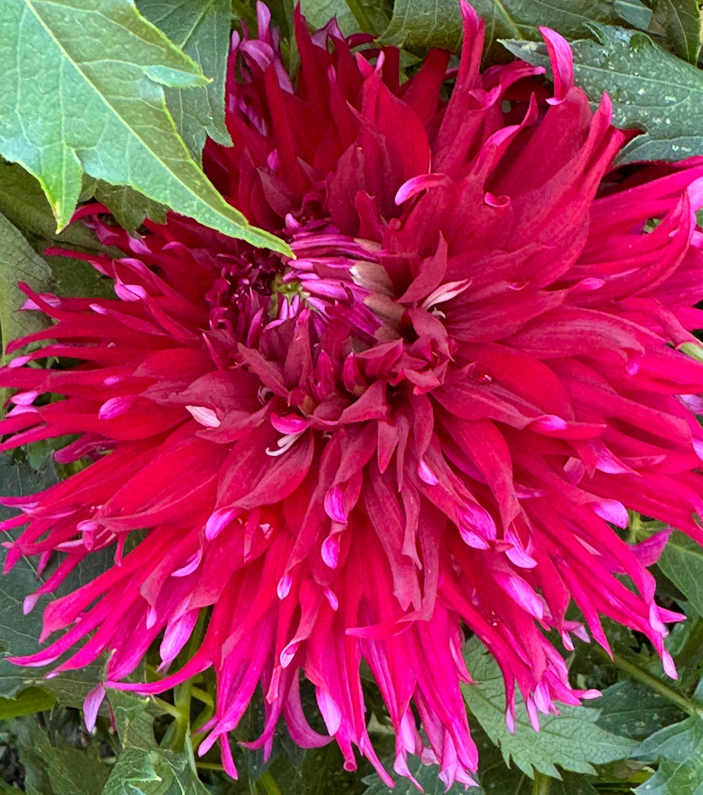 Pineland Prickles Dahlia