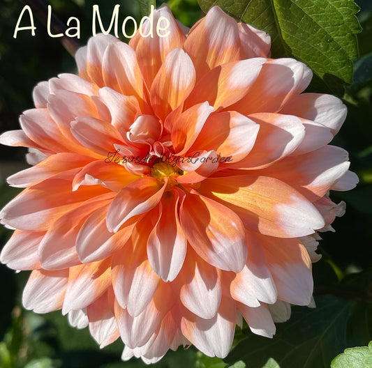 A La Mode Dahlia