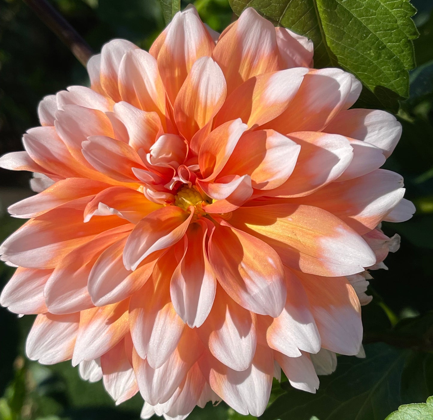 Orange & Snow Dahlia