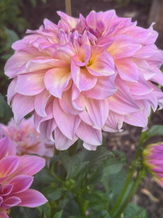 Kid’s Climax Dahlia