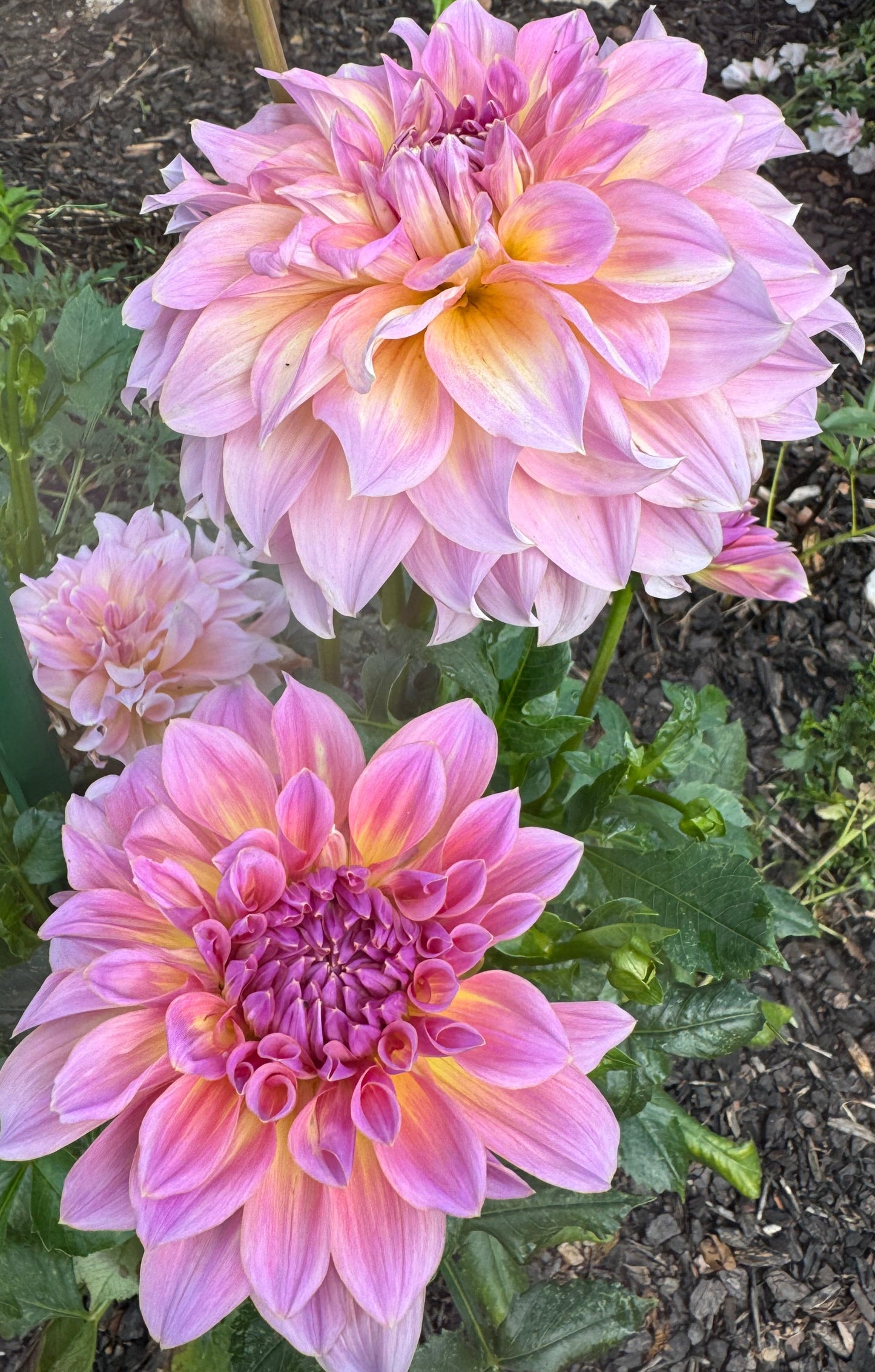 Kid’s Climax Dahlia