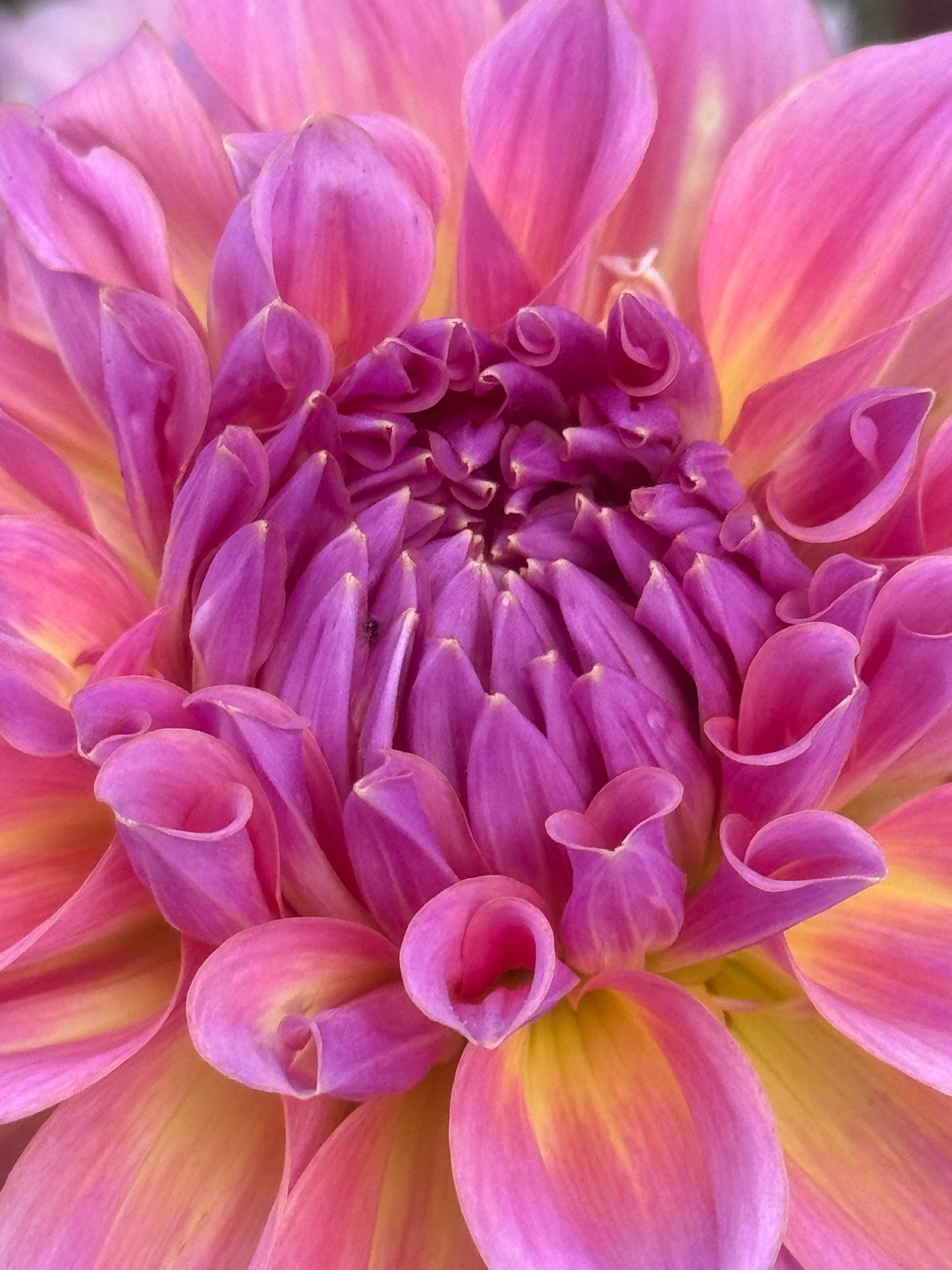 Kid’s Climax Dahlia